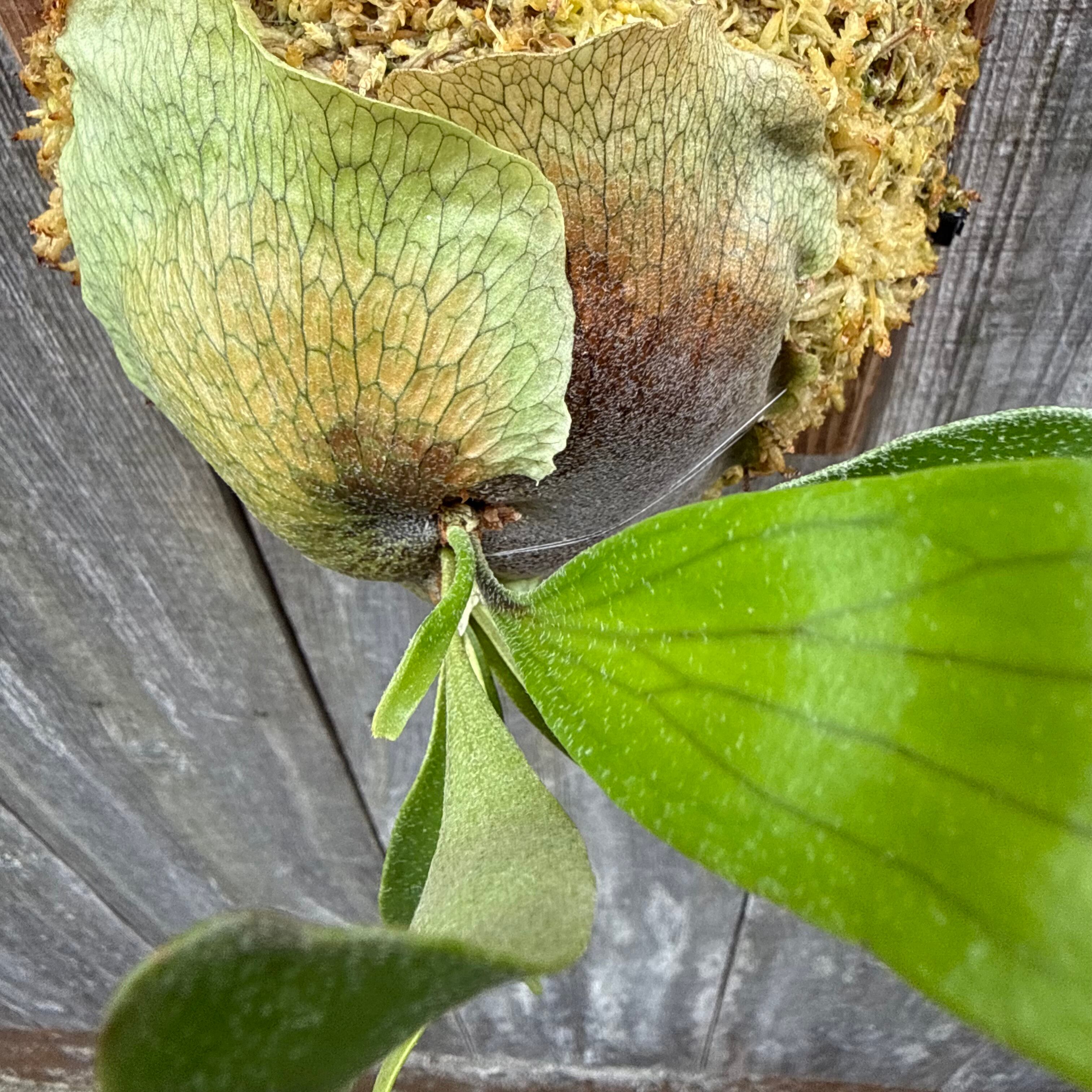 P.volcano 12th oasis sporeling | naturefix