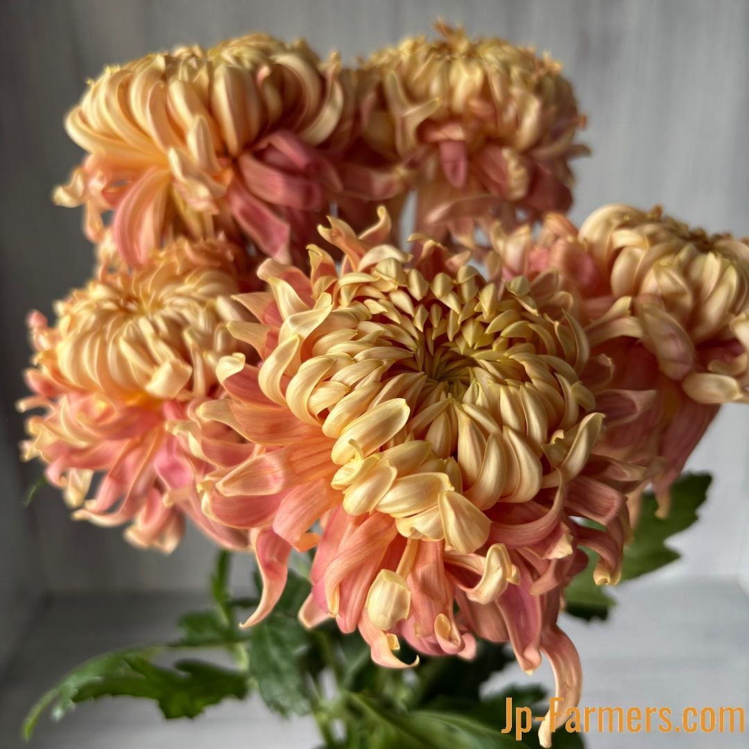 菊（マム）類 | 新鮮お花問屋 Jp-Farmers.com