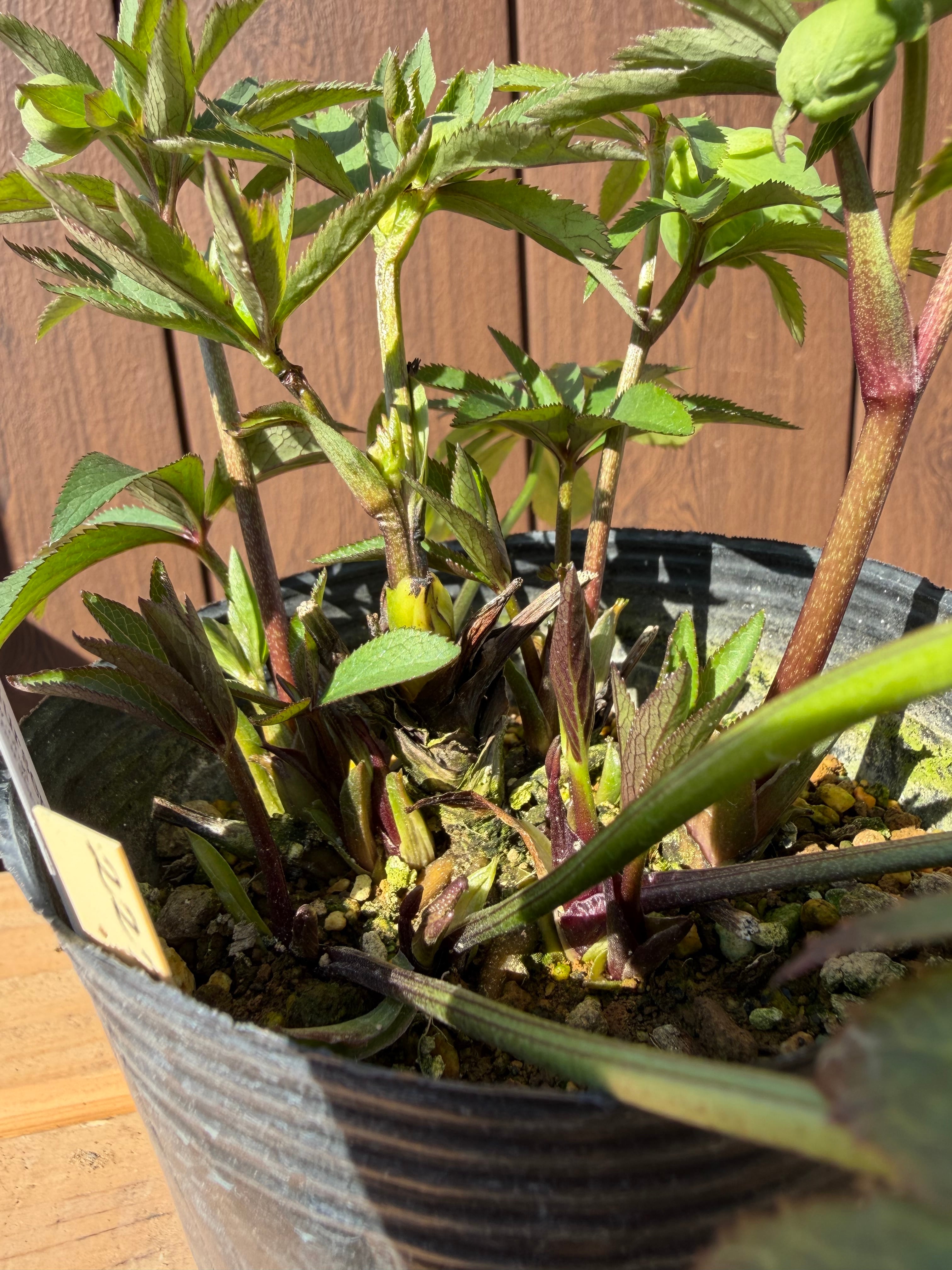 デュメ系dd 大木ナーサリー クリスマスローズ【Og22】送料無料