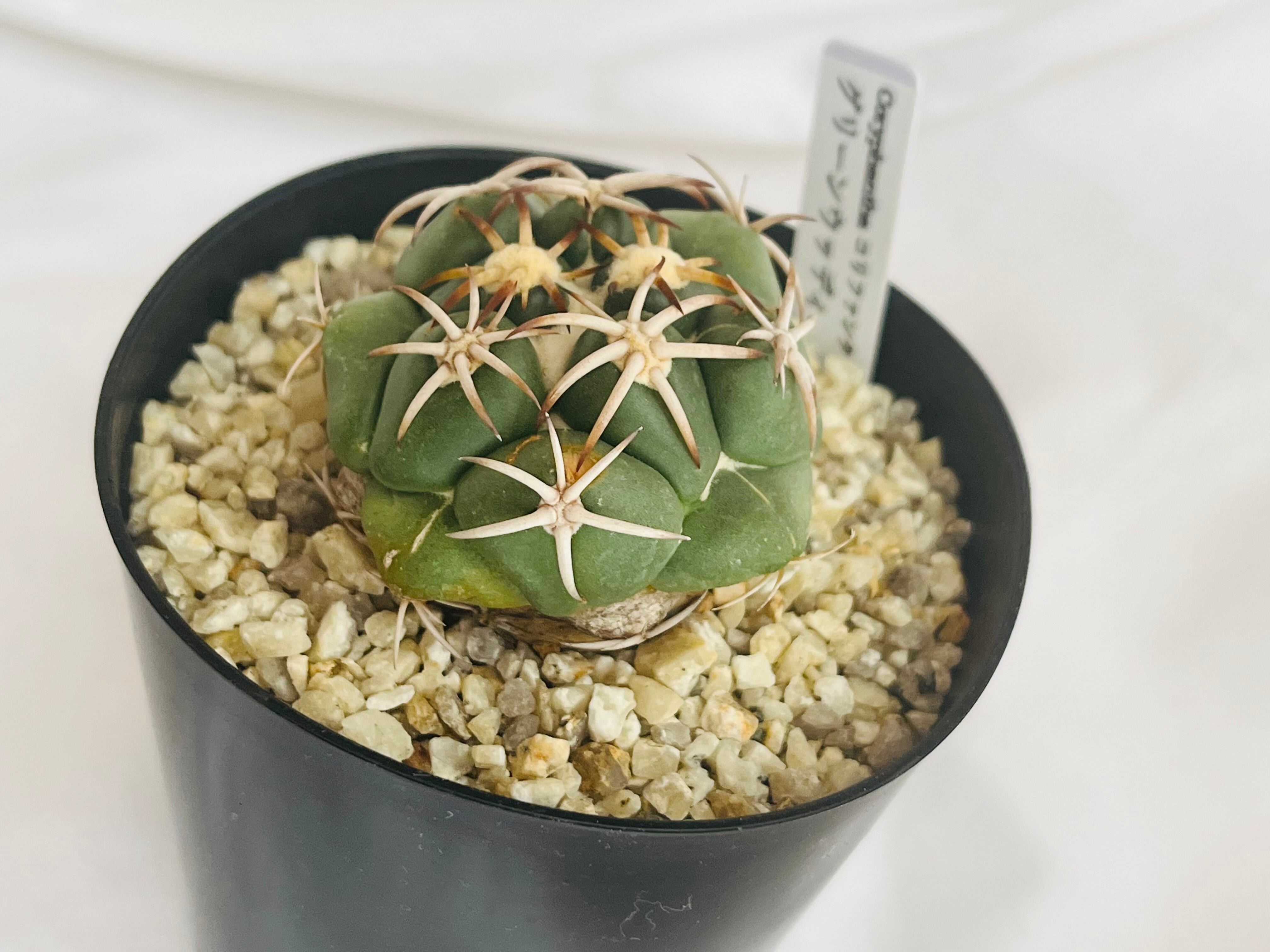 140G サボテン 多肉植物 Coryphantha tripugionacantha 強刺