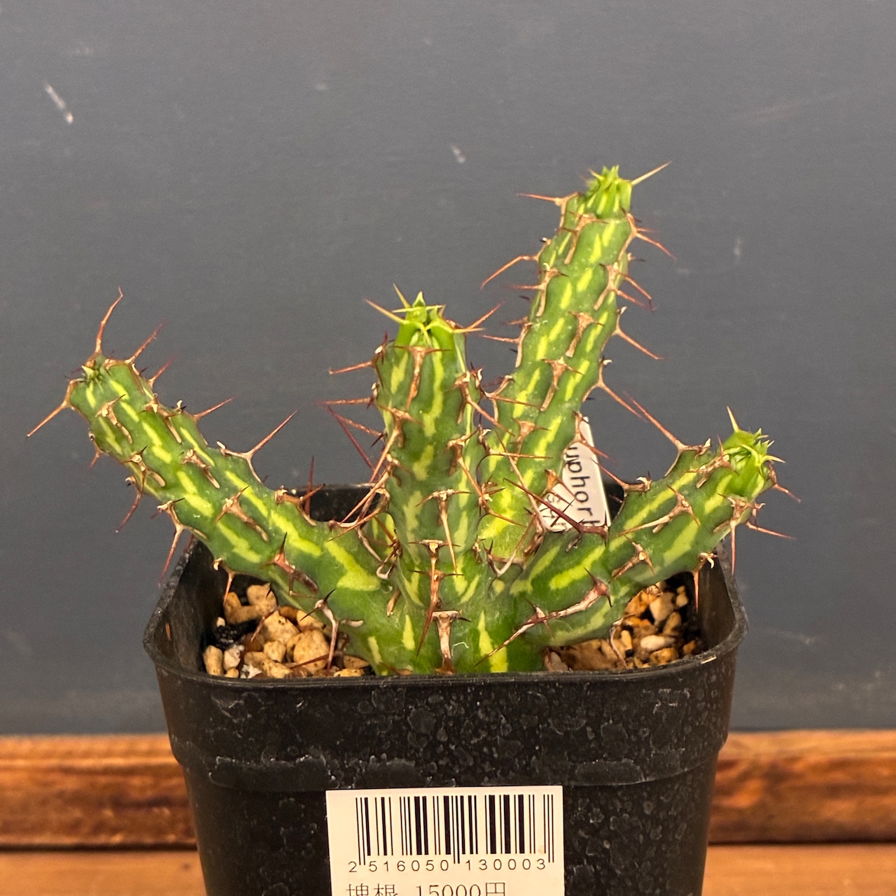 【クリアランスセール対象商品】ユーフォルビア カリサナ【1018】【再撮影】【◇】