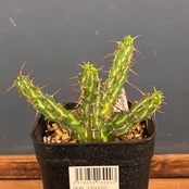 【クリアランスセール対象商品】ユーフォルビア カリサナ【1018】【再撮影】【◇】