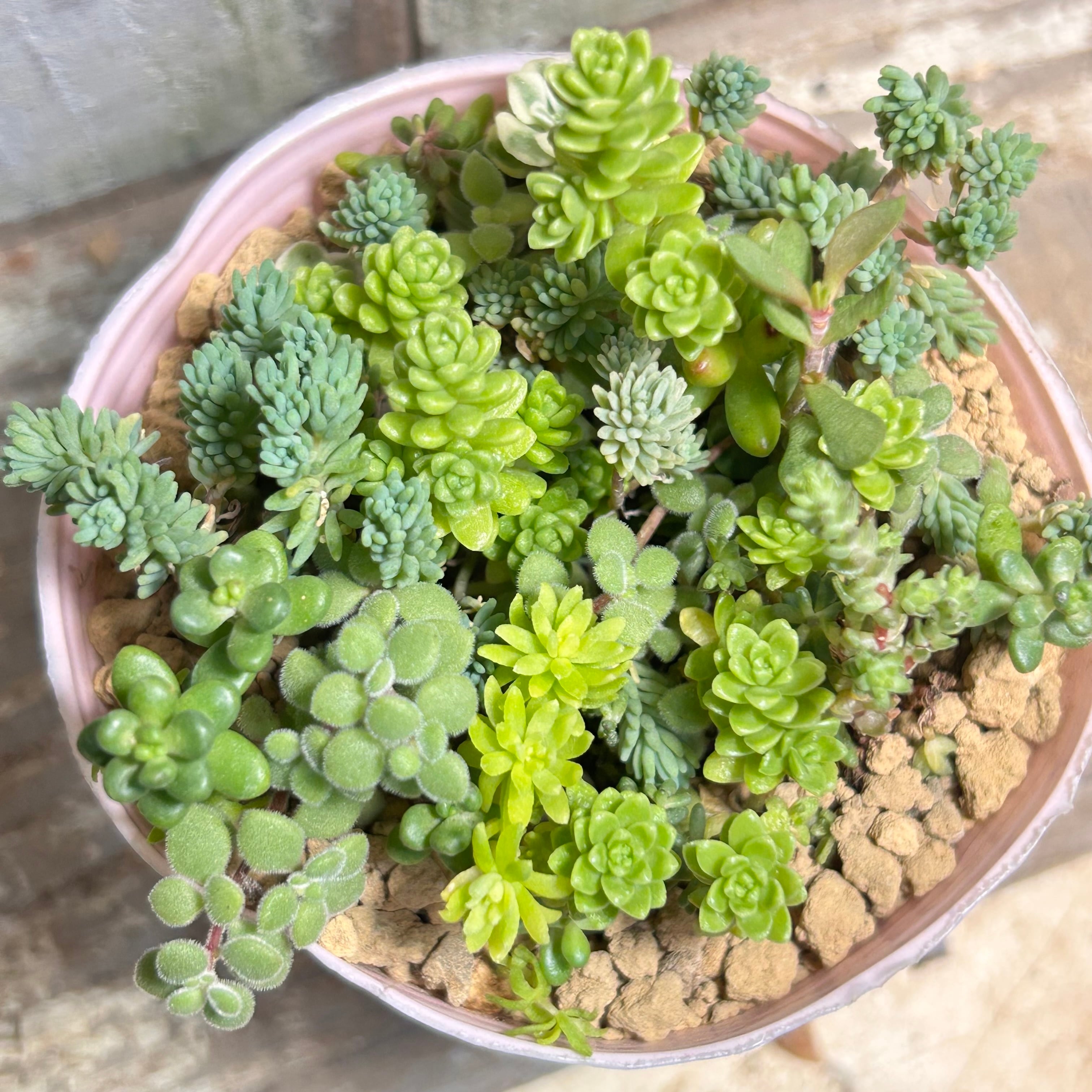 子持ち蓮華錦 | RuPo 多肉植物専門店