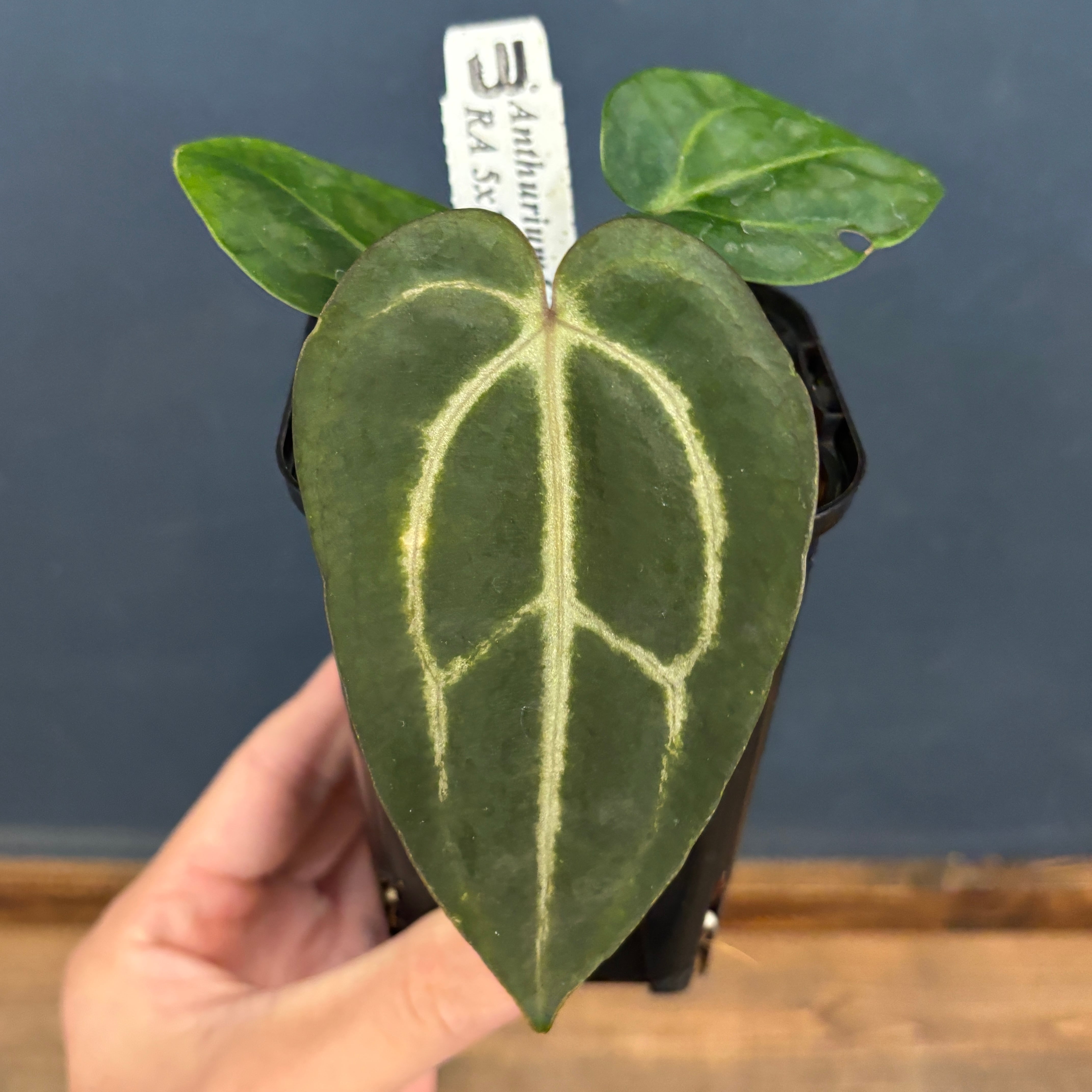 アンスリウム カーラブラッキー【1055】 | PROTOLEAF プロトリーフ