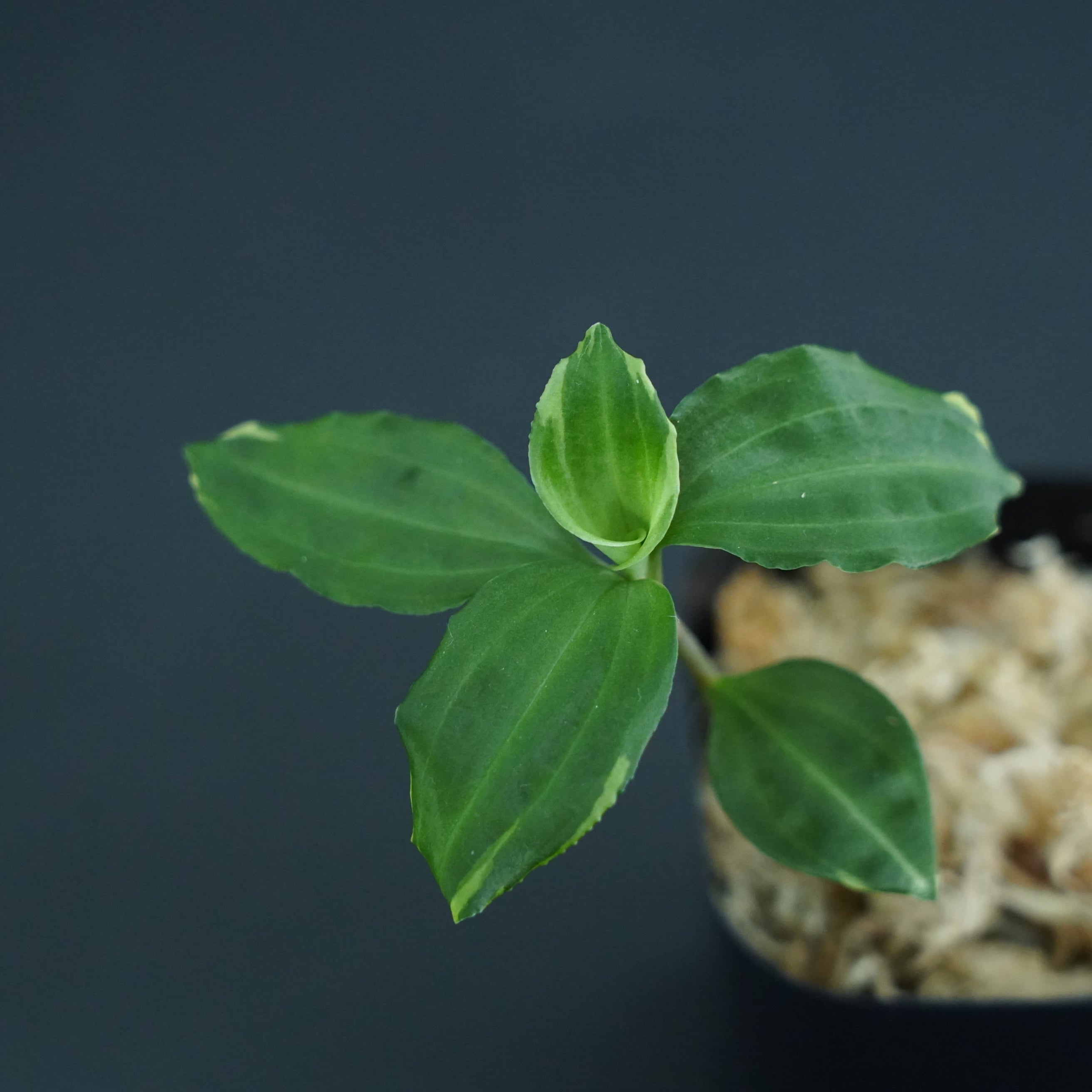 ◆現品◆アケボノシュスラン 斑入り 【ジュエルオーキッド宝石蘭/TheGAKI】#646