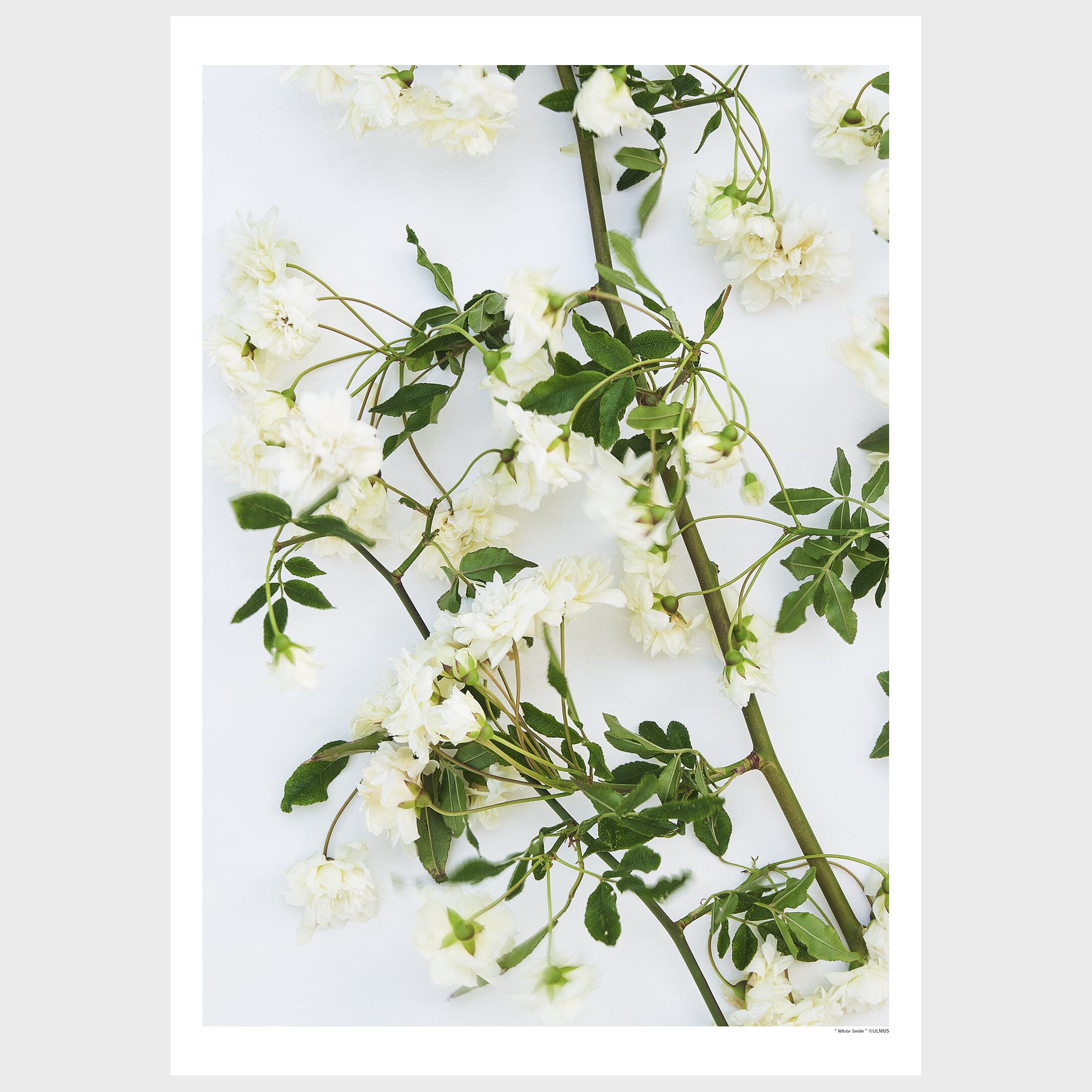 " White Breeze "白いそよ風