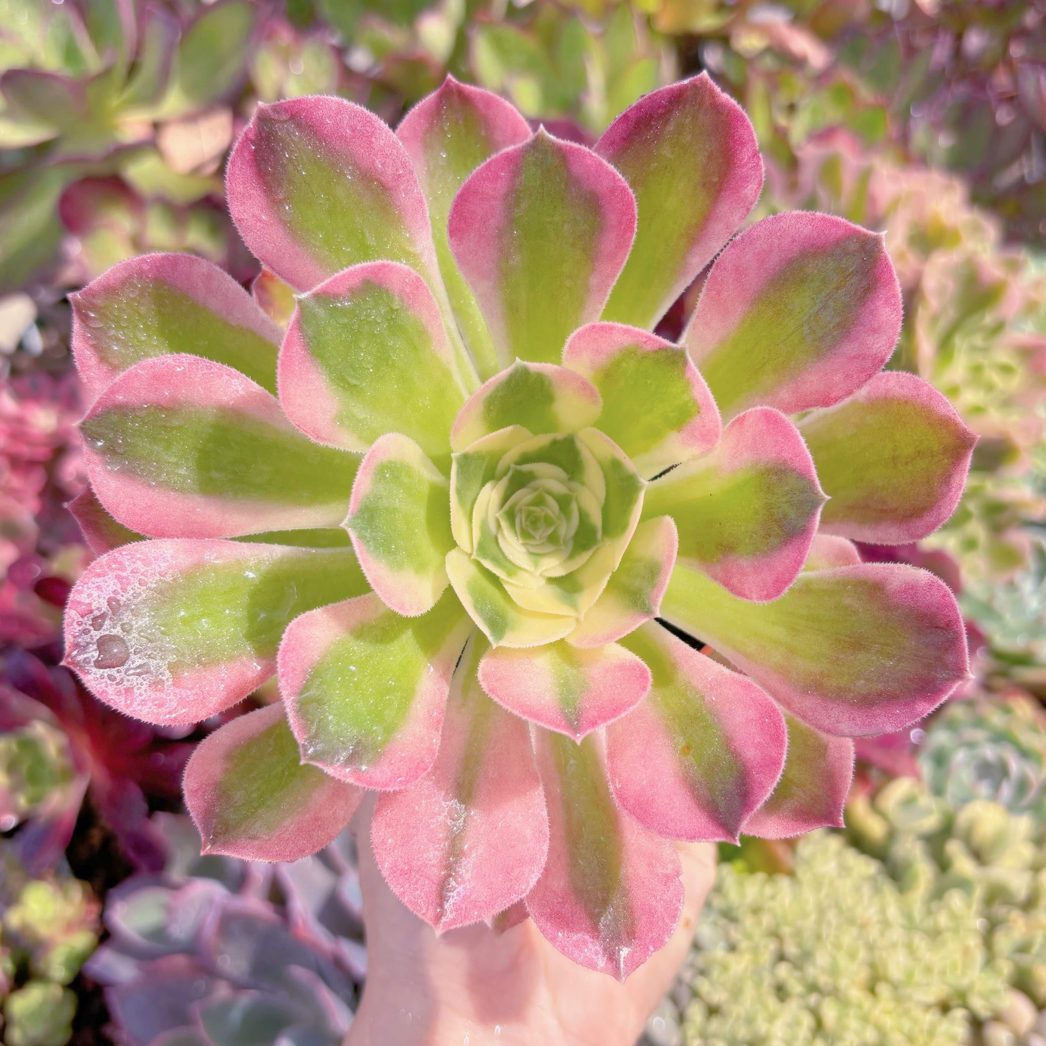 現品　アフラダイティ#F002　るる農園