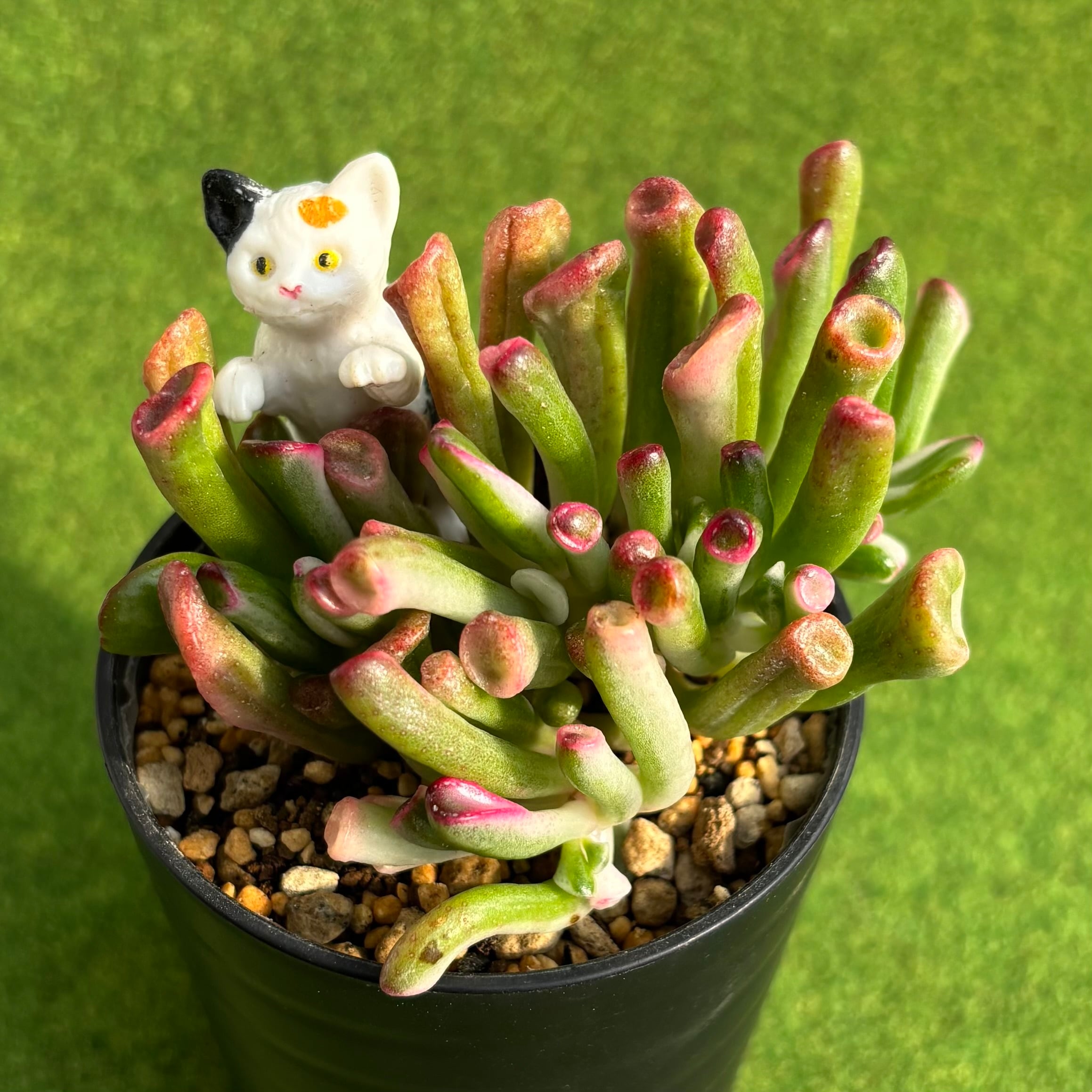 多肉植物 豆彦商店