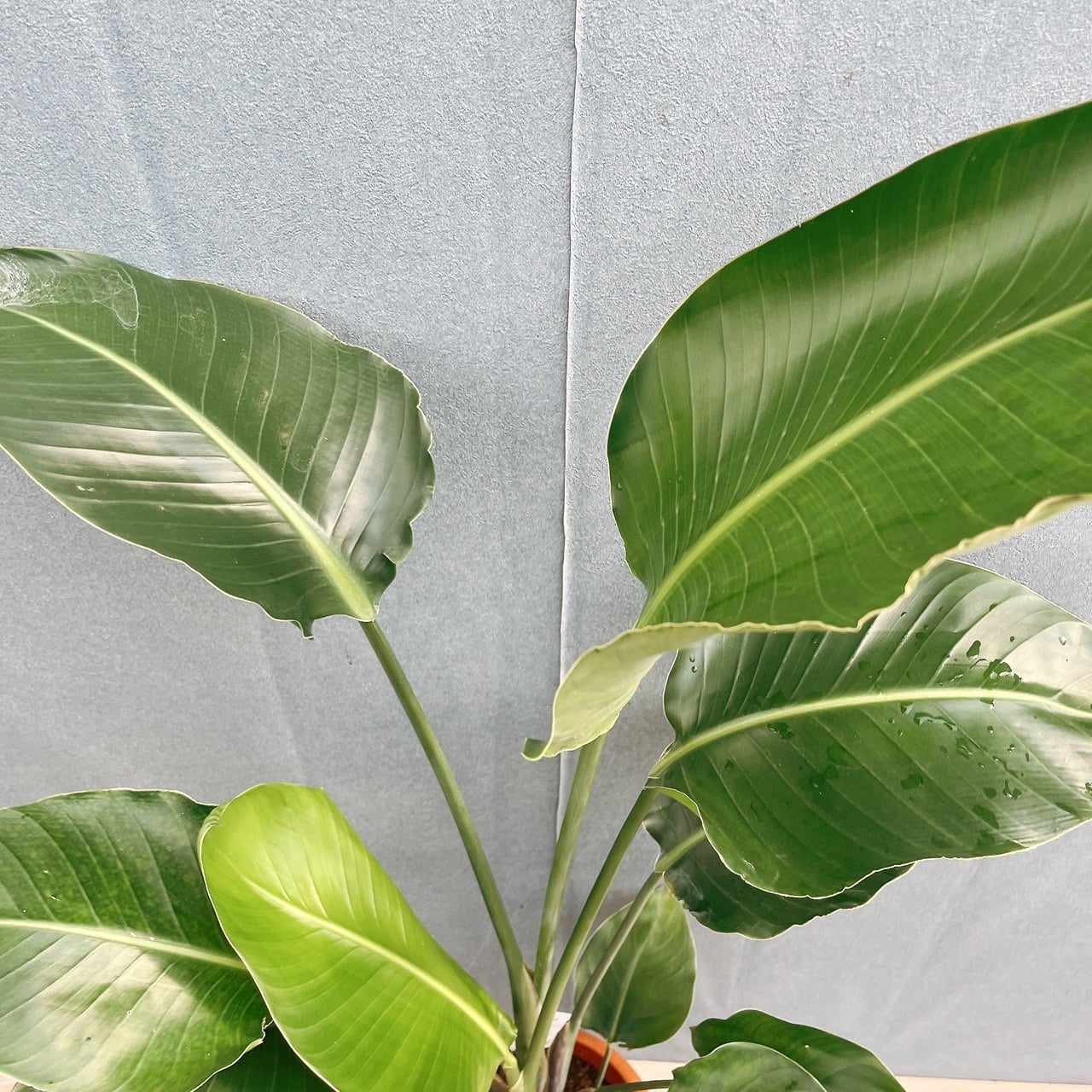 現品］49番 ストレリチアニコライ オーガスタ 7号 観葉植物 大型 室内
