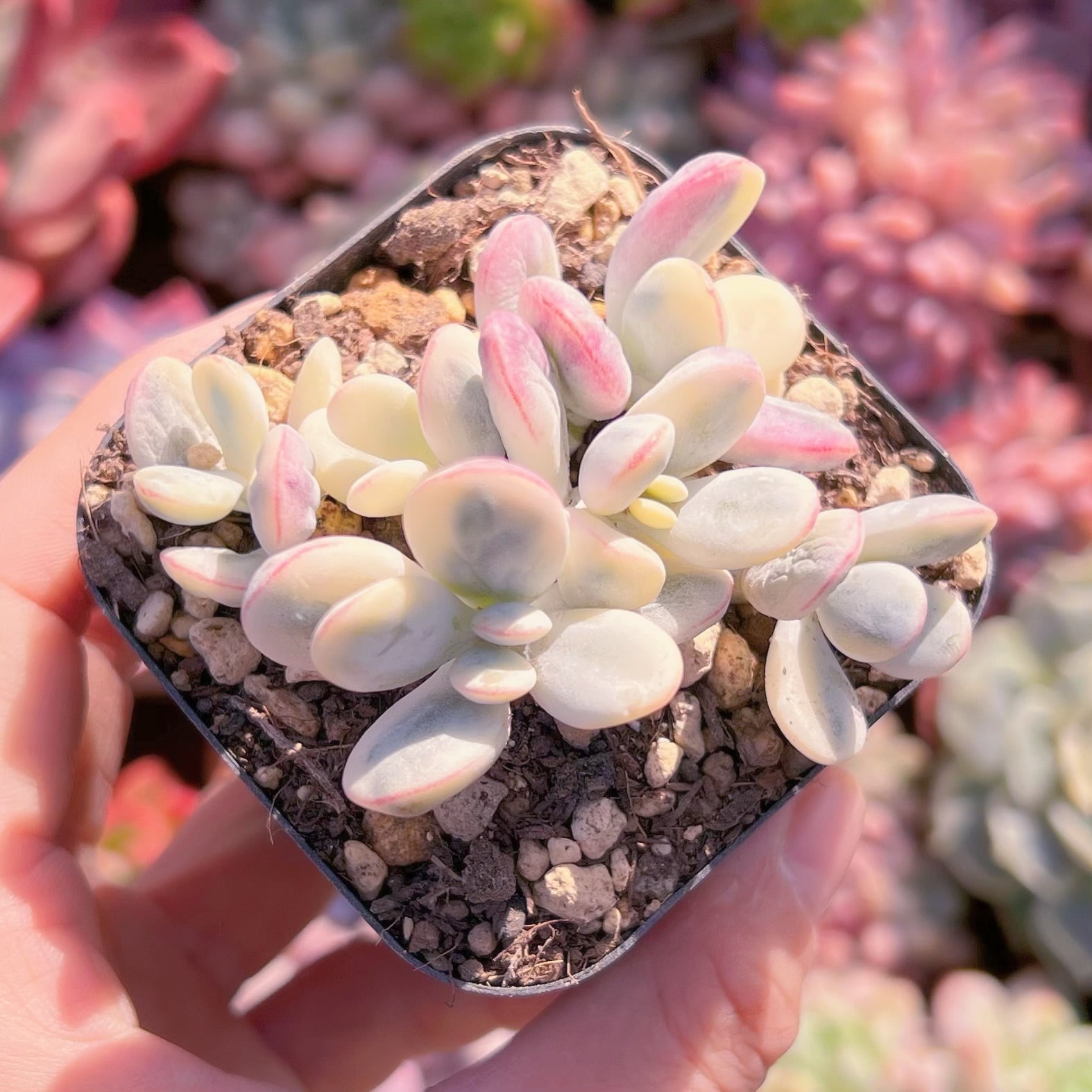 現品　達磨福娘錦#066   るる農園