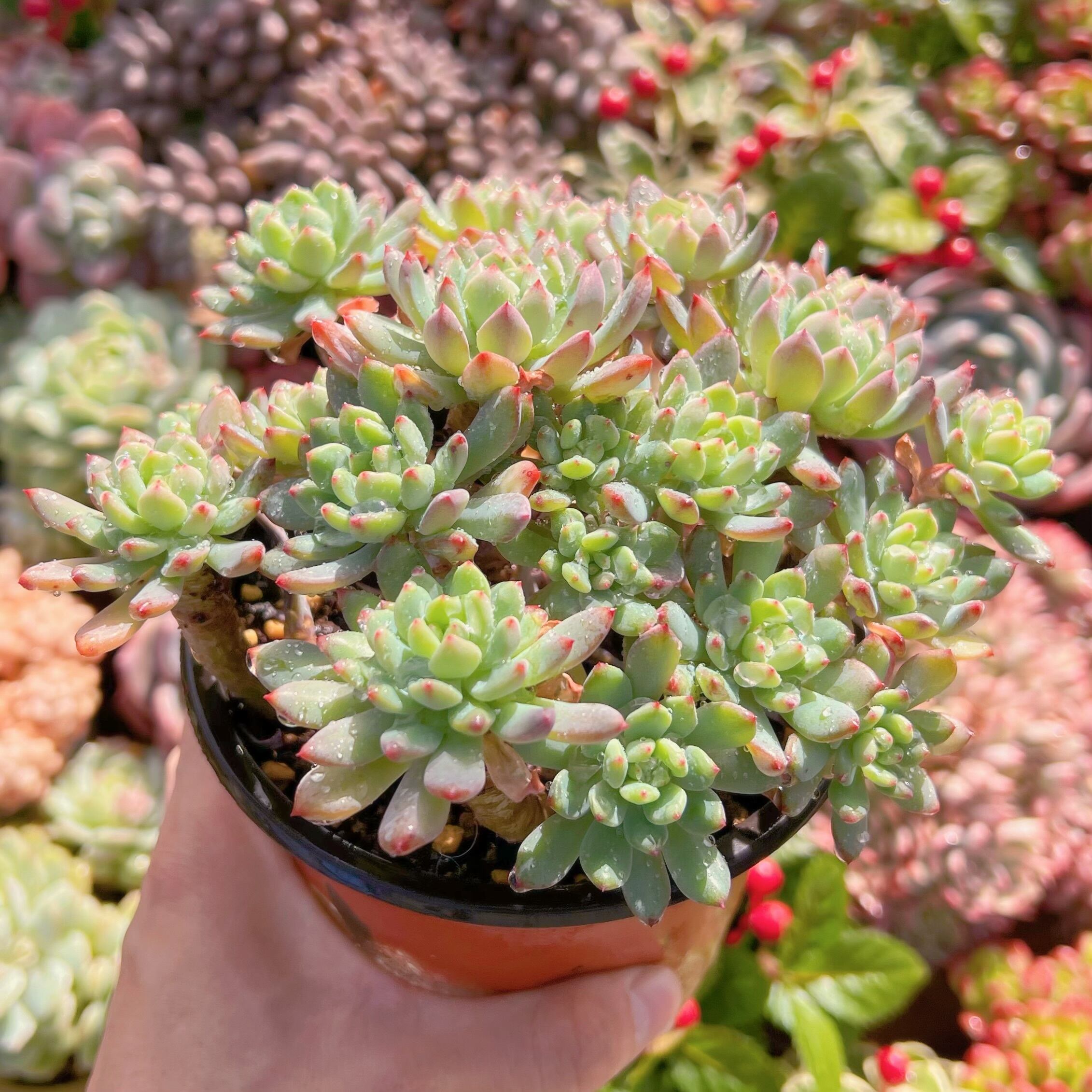 現品　ブルーエルフ#785   大群生　古株　るる農園