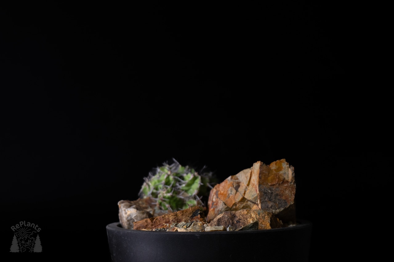Habitat Style Euphorbia mitriformis1