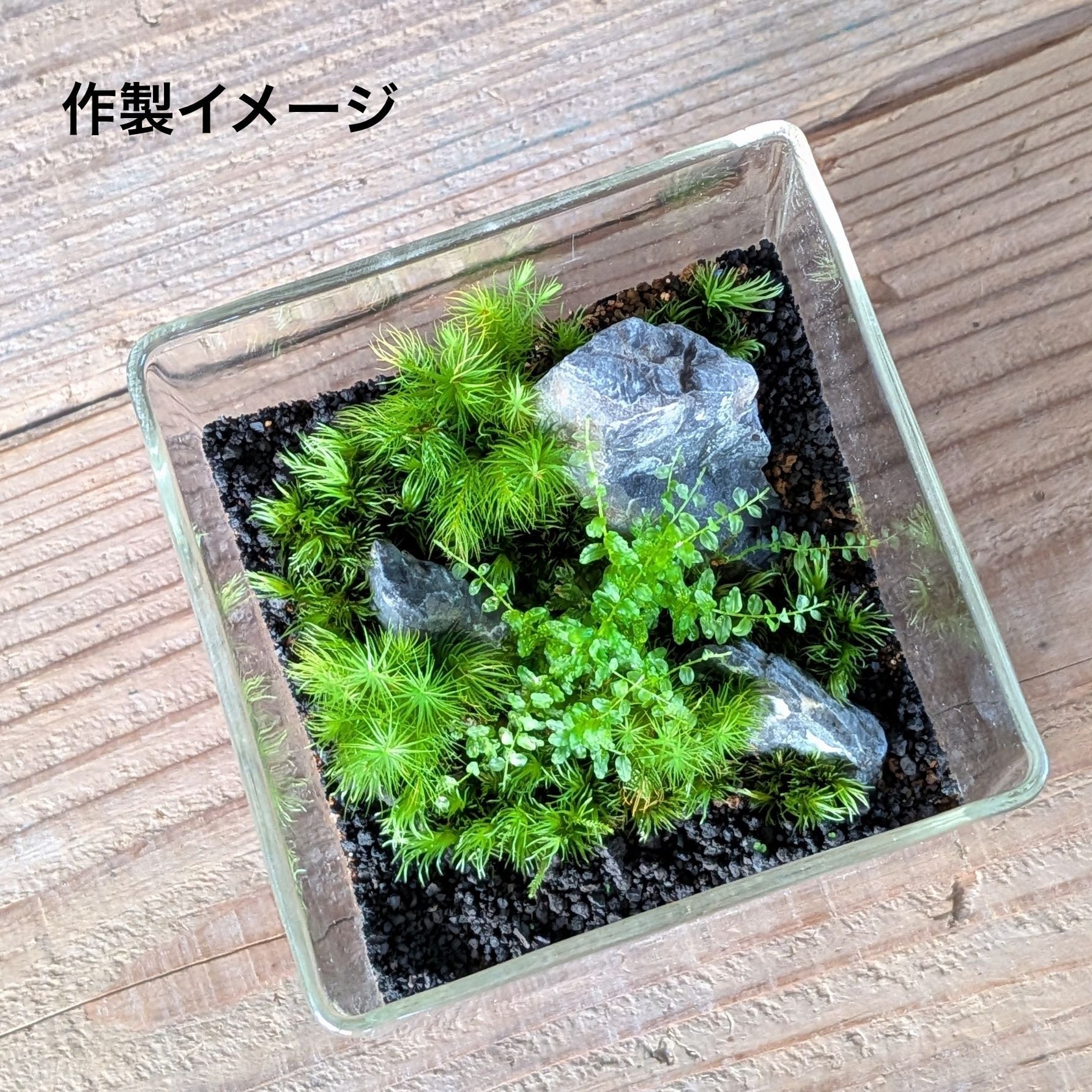 趣味の園芸7月号 掲載記念】景色をつくる苔テラリウムキット（BOX