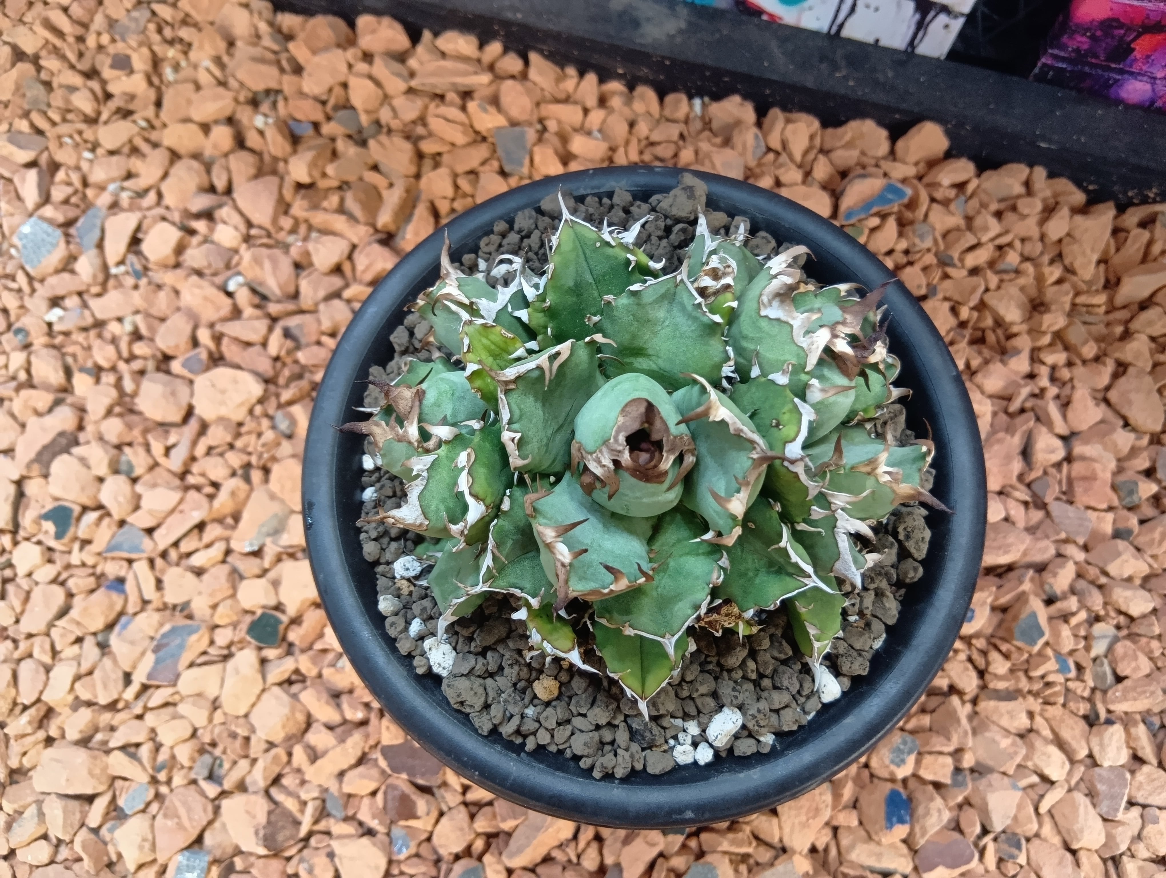 Agave titanota 牡丹厳竜 3頭 | Buenaplant