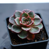 カット苗 フィニー Echeveria 'Finney'