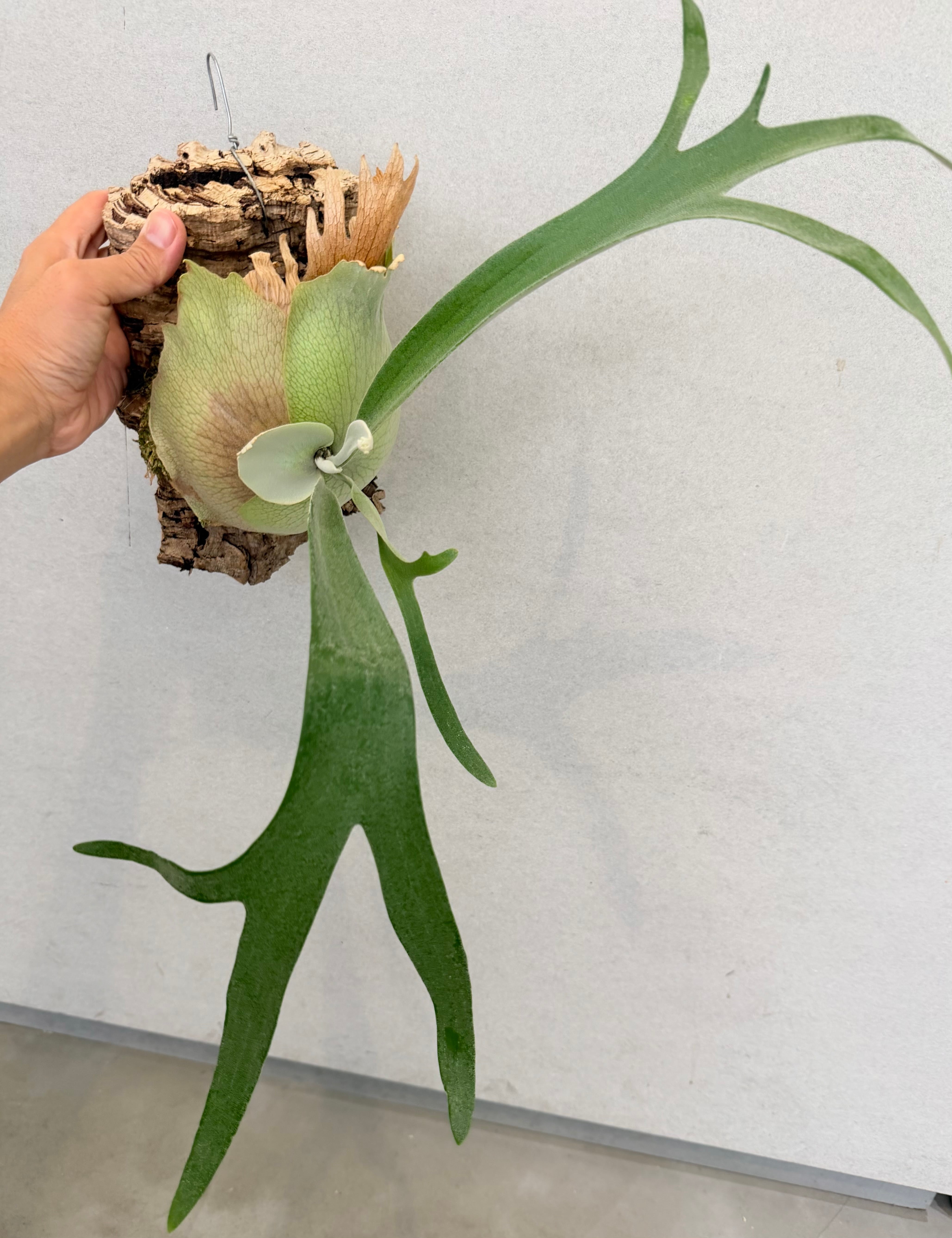 a) P. 'SSS' ビカクシダ | vandaka plants