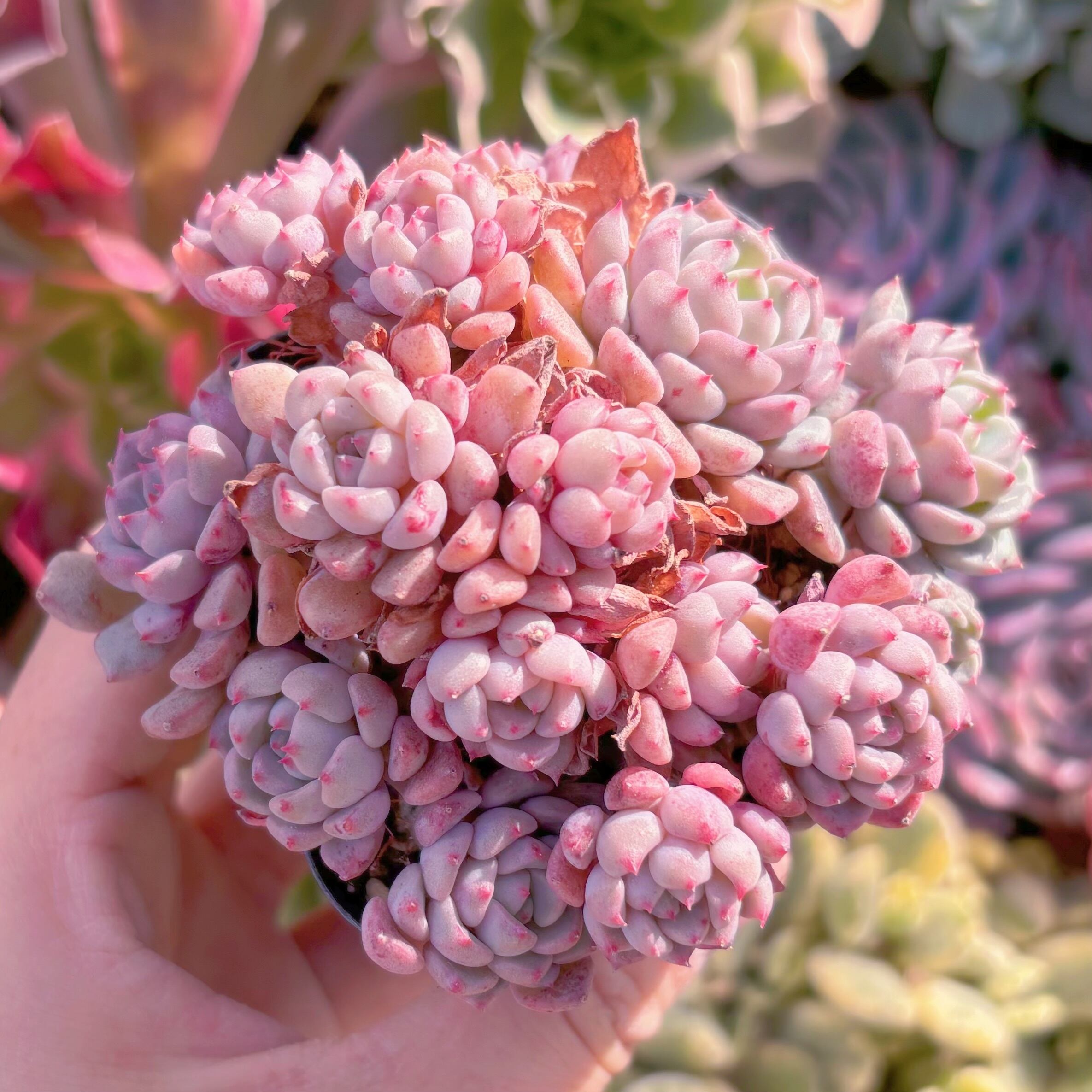 現品　ピンクバブル#628　るる農園