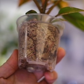 フィロデンドロン・レッドコンゴ / Philodendron Red Congo⑤