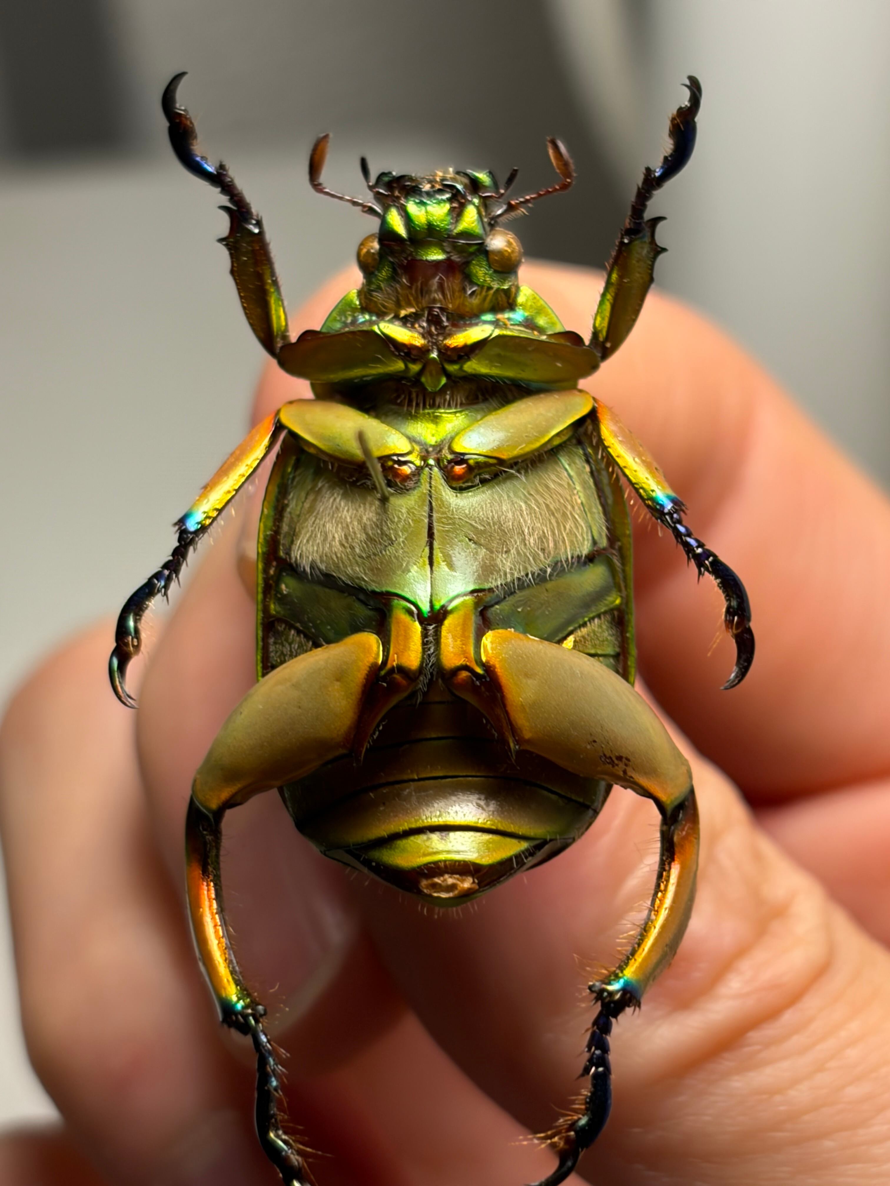 32mm】モモブトウグイスコガネ 標本 プラチナコガネ | オモニキチュウ
