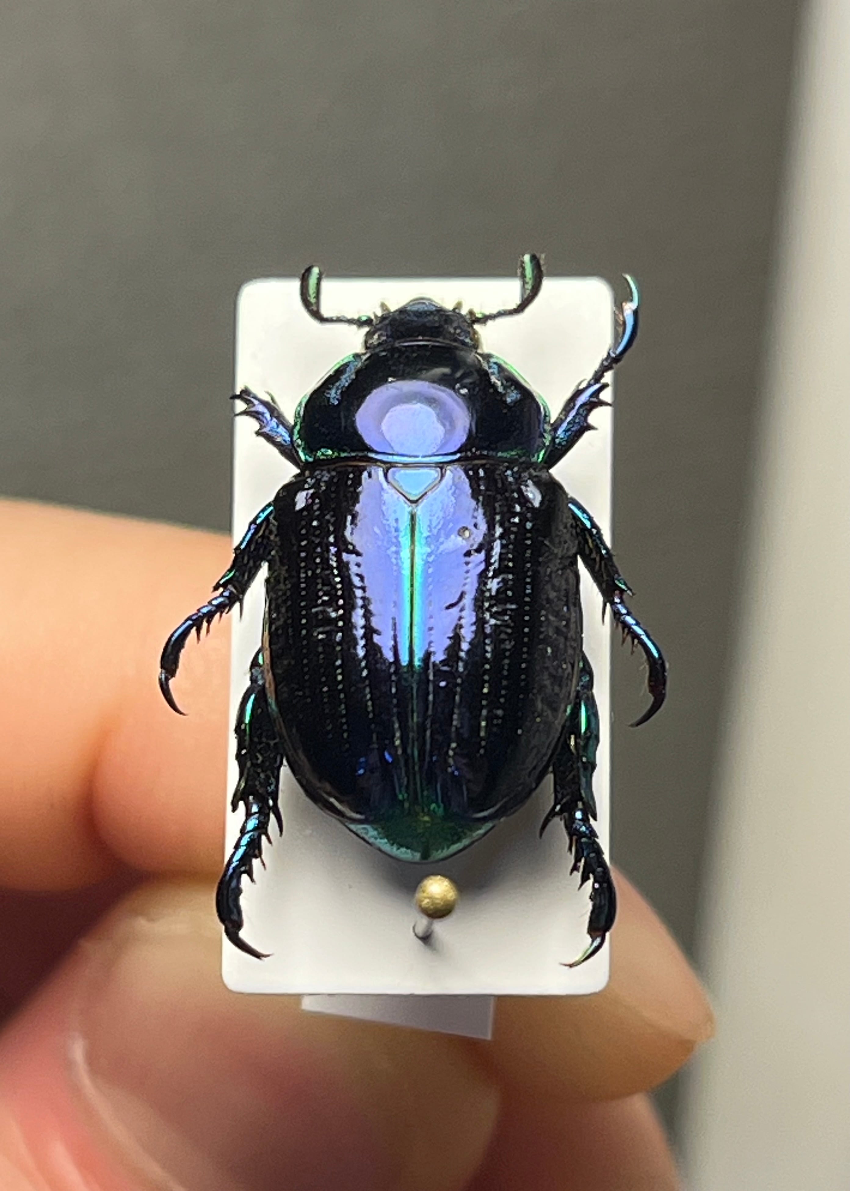18mm】Pelidnota sumptuosa プラチナコガネ コガネムシ ハムシ