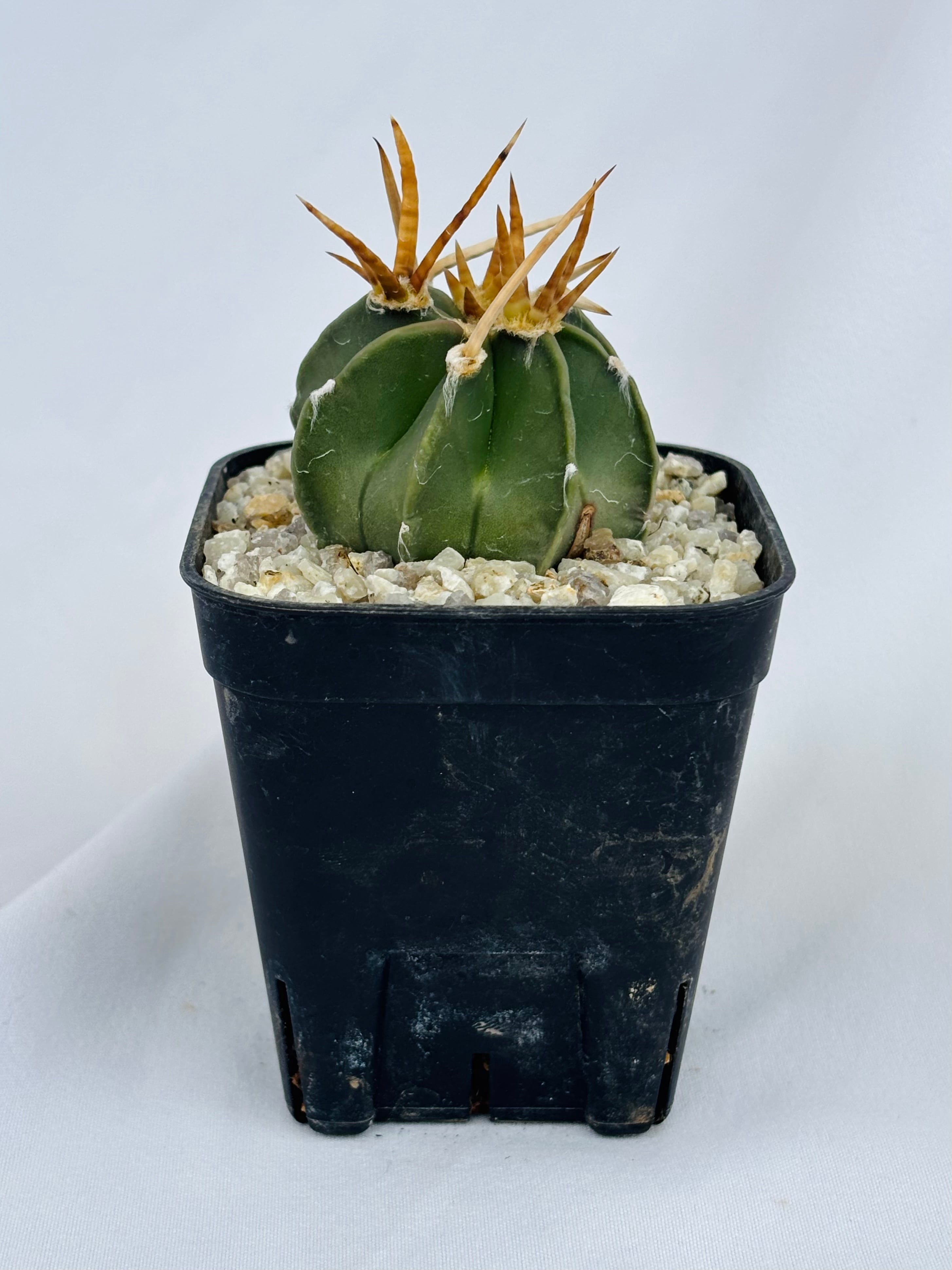 Astrophytum capricorne v. crassispinum アストロフィツム 水牛大鳳玉