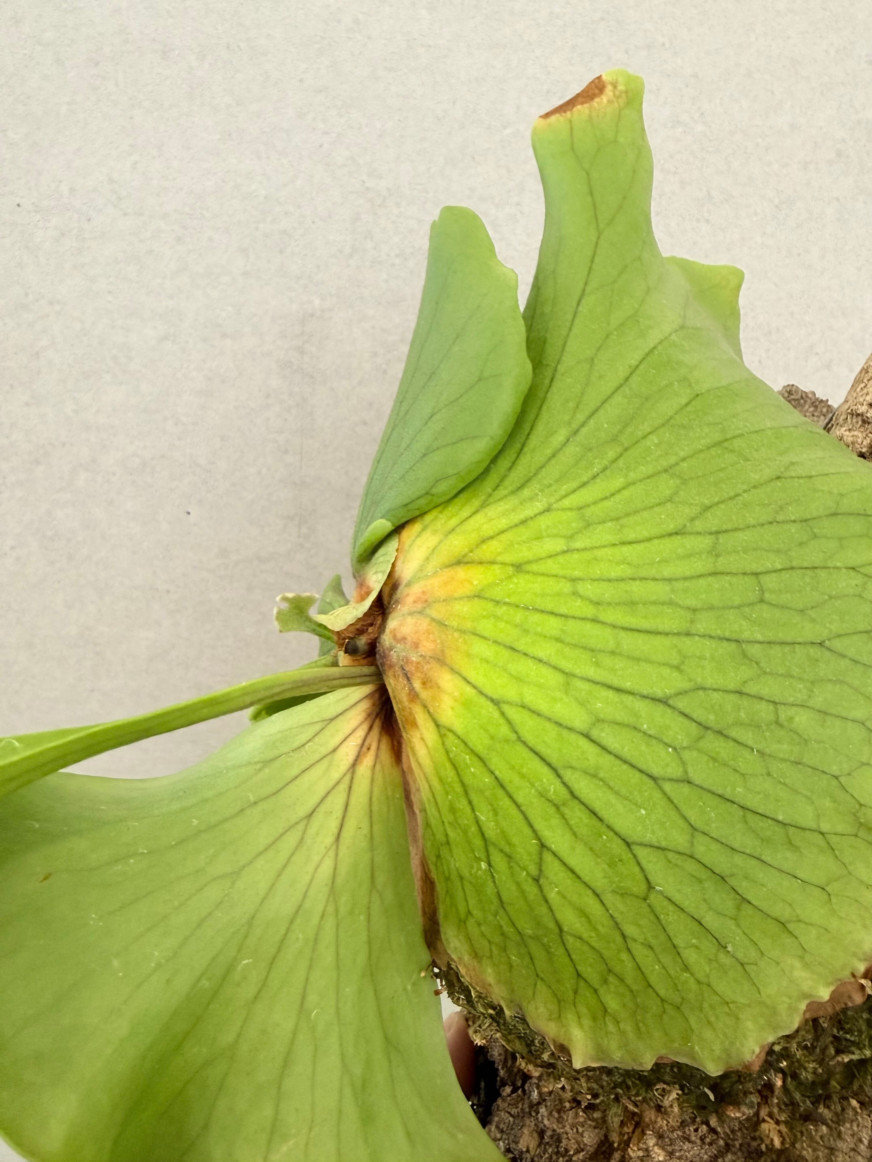 a) P. coronarium 'Lesasha' ビカクシダ コロナリウム 'レサーシャ