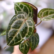 【希少】Anthurium 'Michelle' by DOC BLOCK④ / アンスリウム・ミシェル