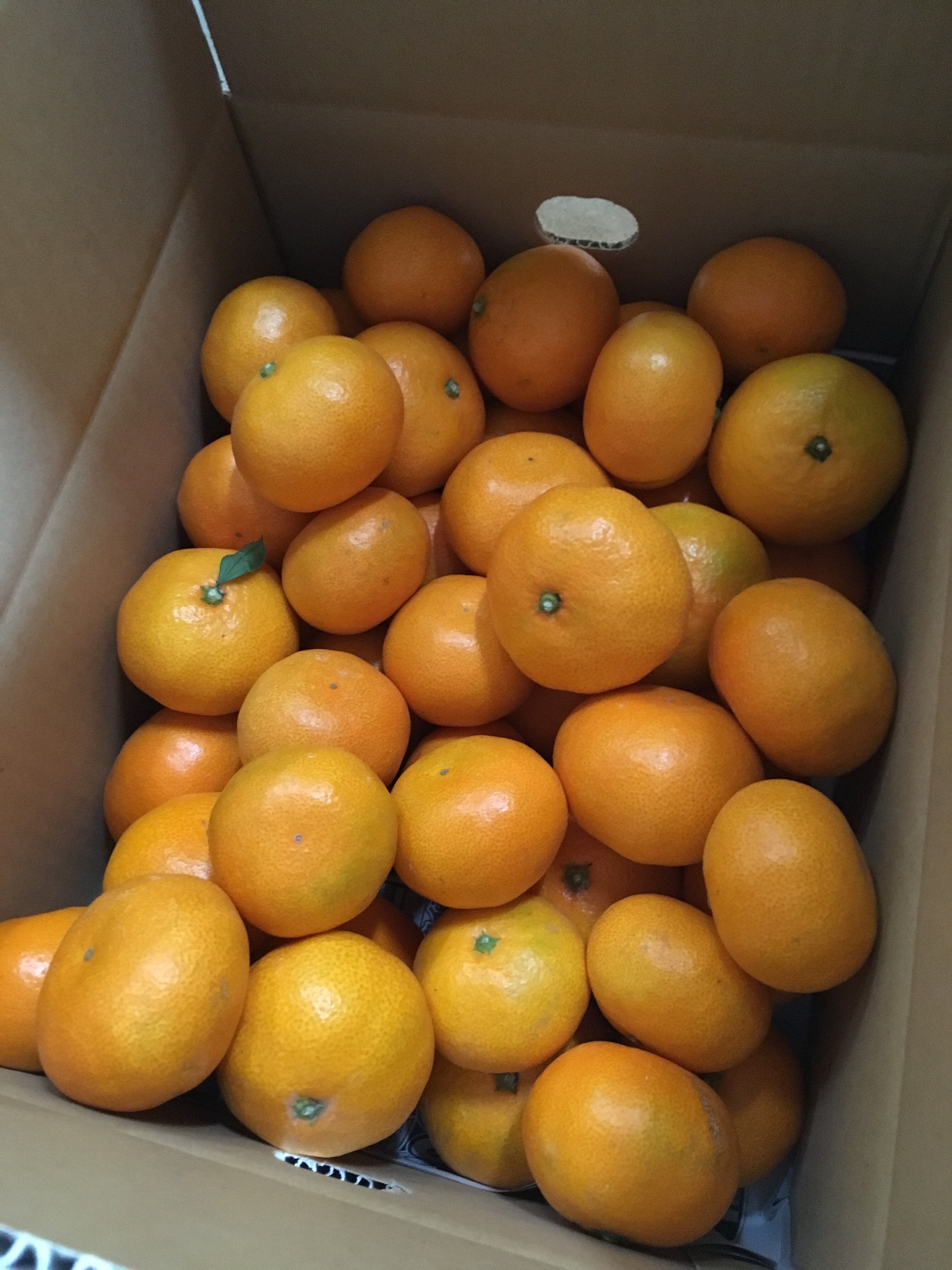 限定品】元祖 岩崎みかん 10キロ レギュラー(S〜2L)サイズ詰め合わせ