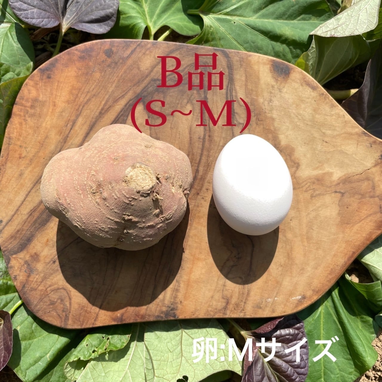 クワイ芋　LMサイズ約10kg 専用品 クワイ芋 LMサイズ約10kg 専用品 クワイ芋 LMサイズ約10kg 専用品