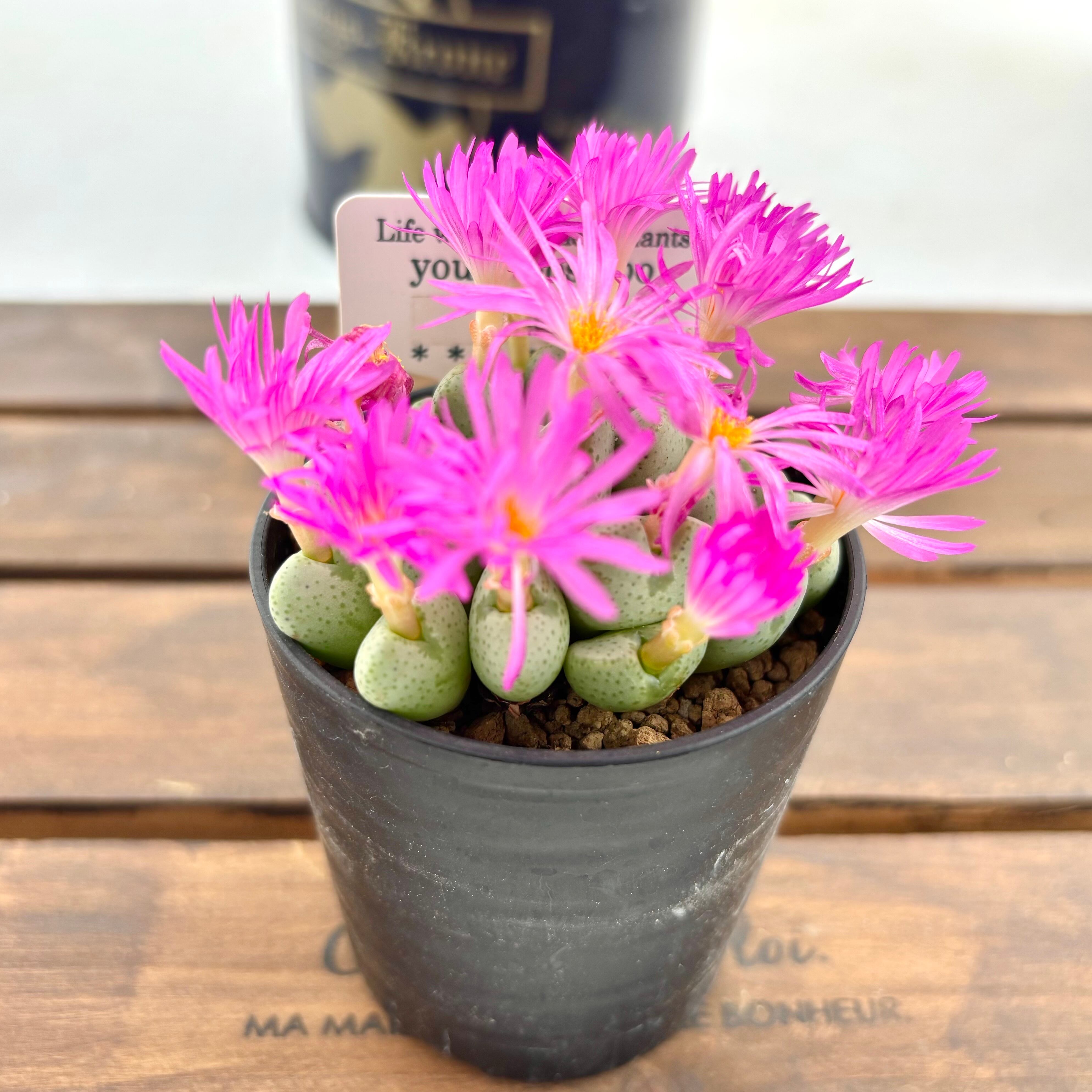 第四種郵便に速達プラス！ | ようせいのしっぽ