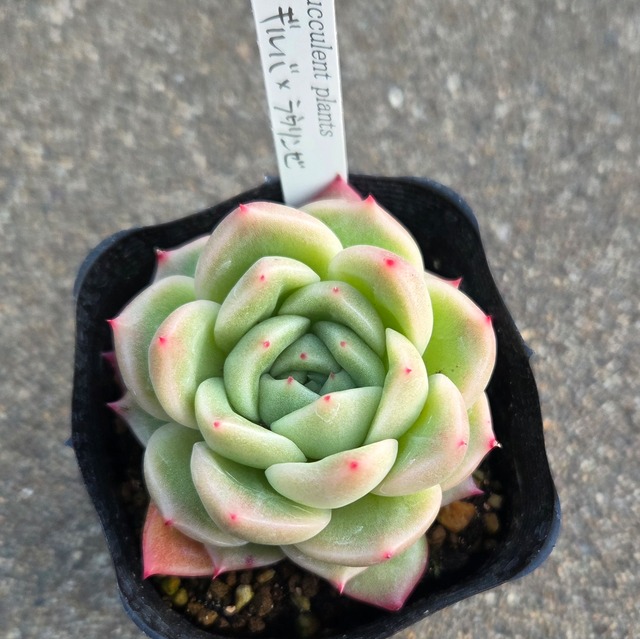 ギルバ×ラウリンゼ