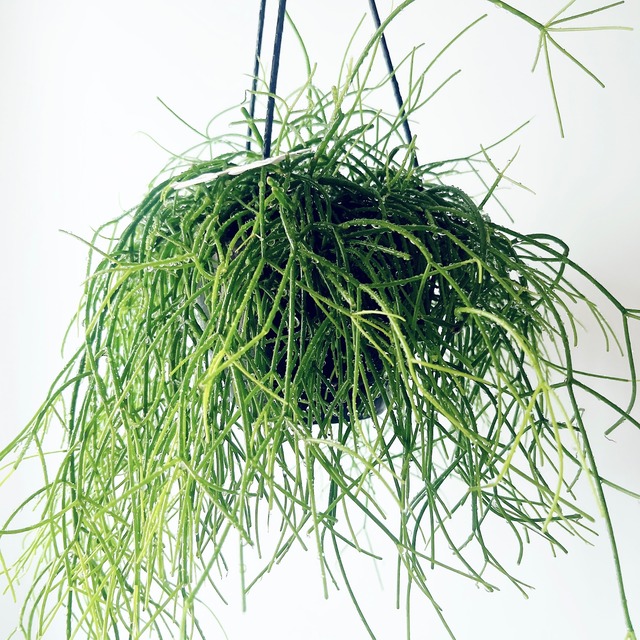 《耐暑性が強い》リプサリス カシエロ ハンギング 観葉植物 calm cafe