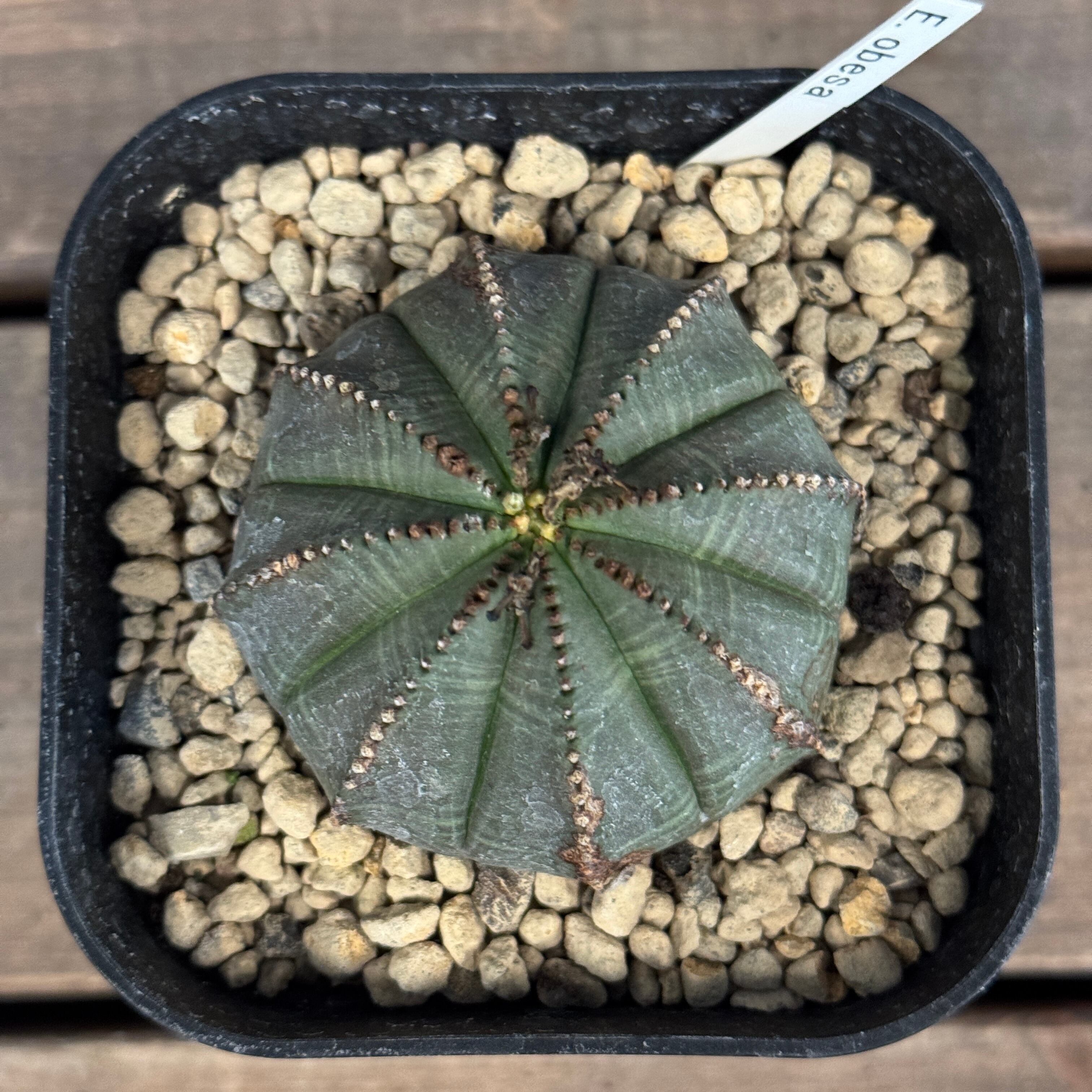 ユーフォルビア系 変わったユーフォルビアが増えてきた - 石と多肉植物