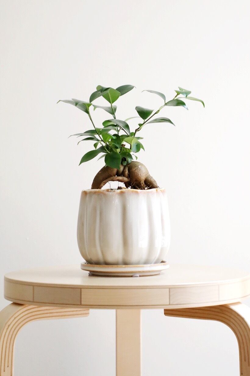 S】ガジュマル/Ficus microcarpa | 【厳選植物・器】MIDORI DOUMEI 翠