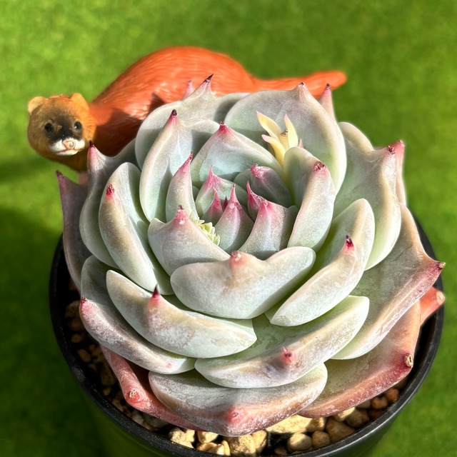 ラブリーローズ錦 白斑入り&瘤っ子 多肉植物 エケベリア（超レア 