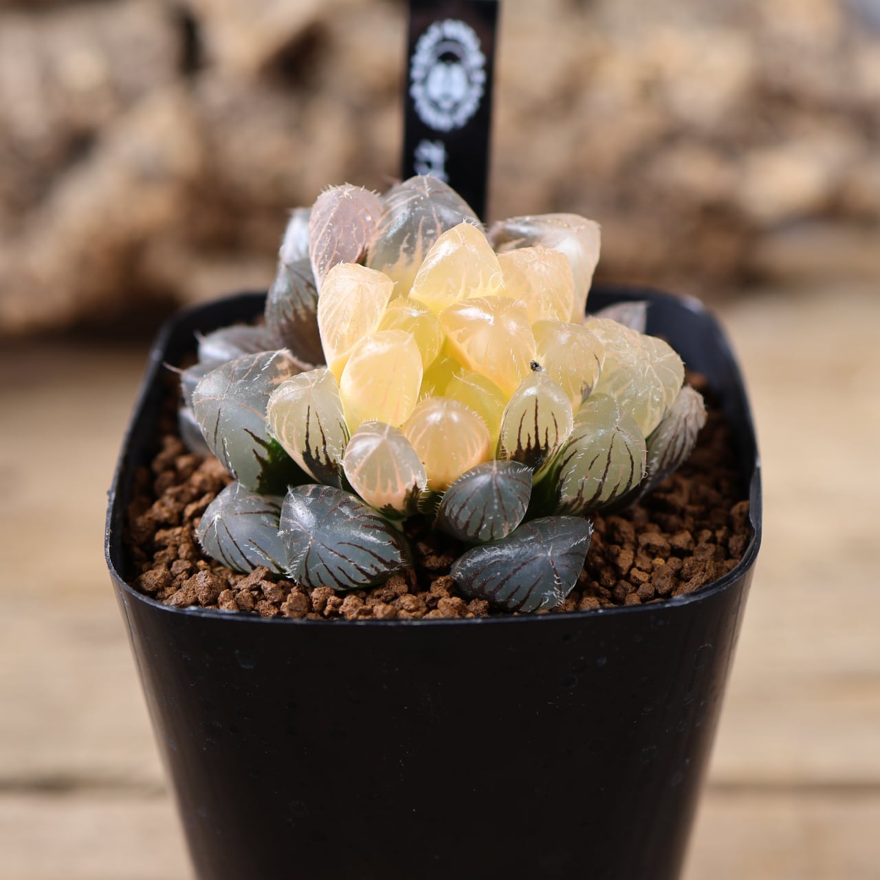 MARX PLANTS | 観葉植物・多肉植物・塊根植物