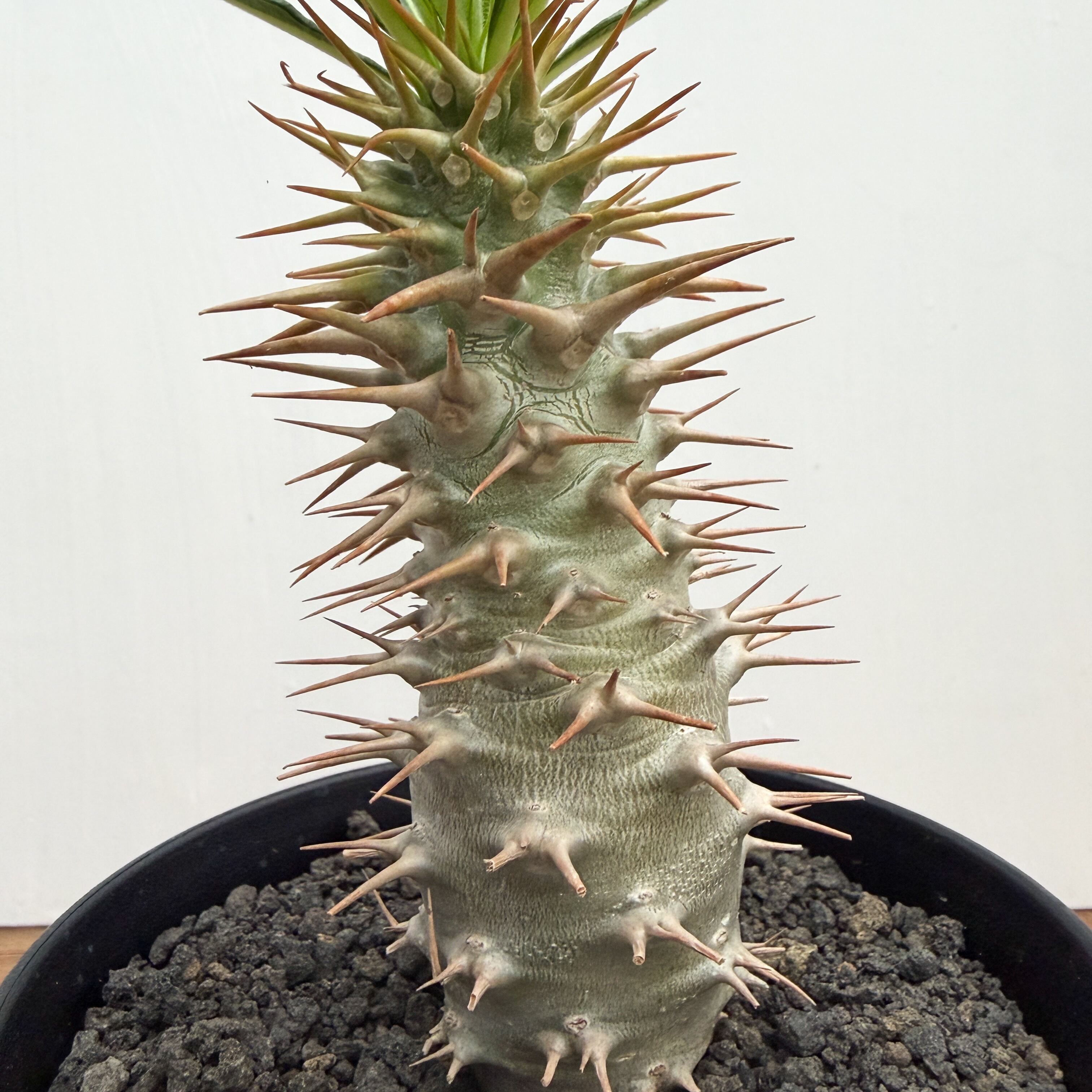Pachypodium ambongense【パキポディウム・アンボンゲンセ・実生