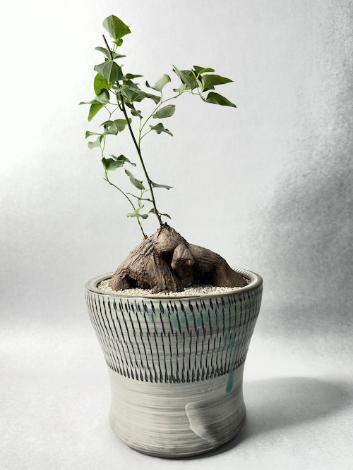 ディオスコレア・シルバチカ