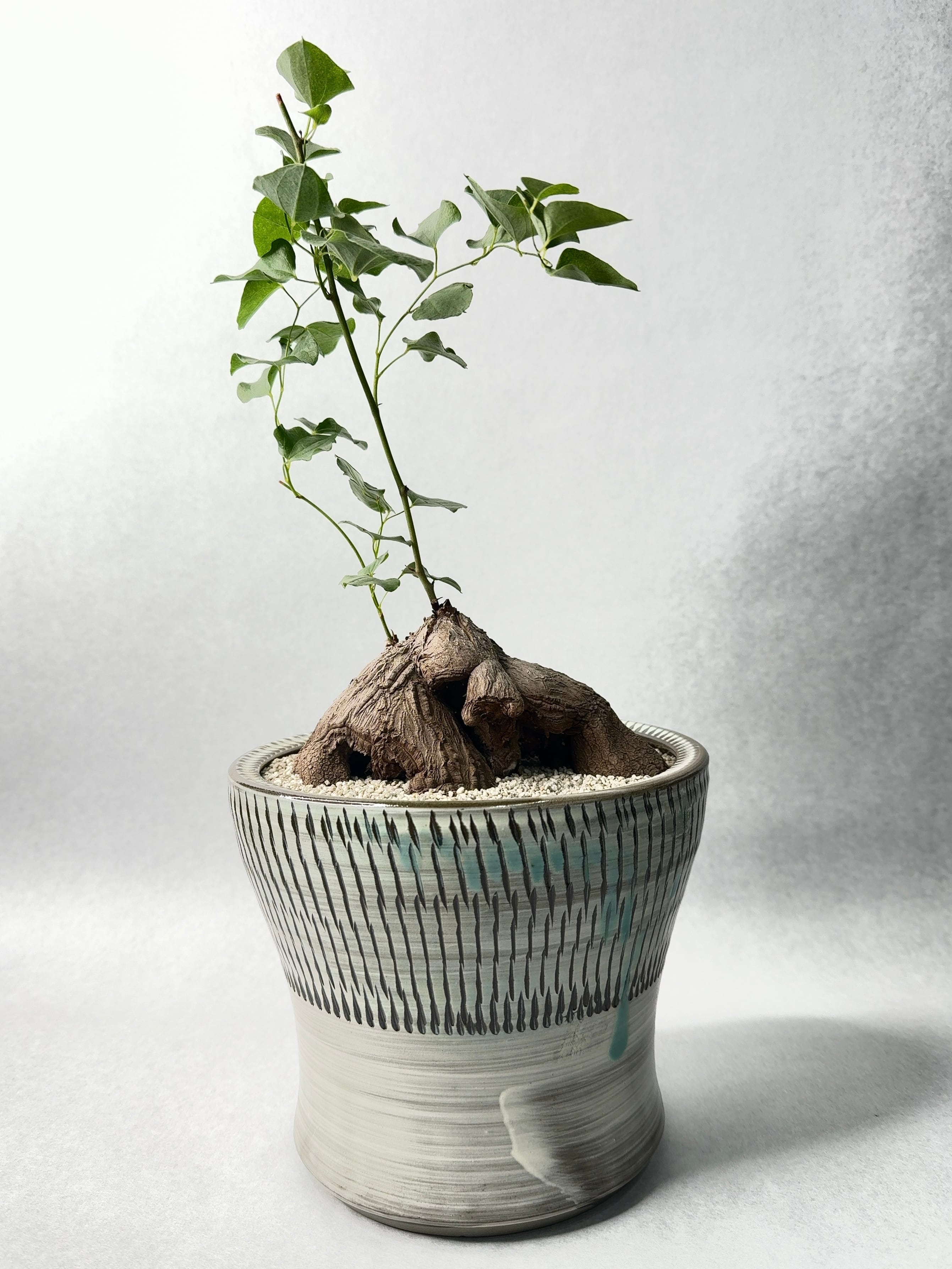 ディオスコレア・シルバチカ