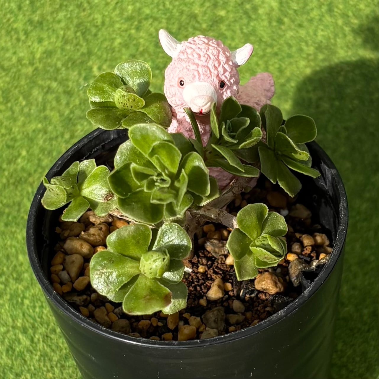 多肉植物 豆彦商店