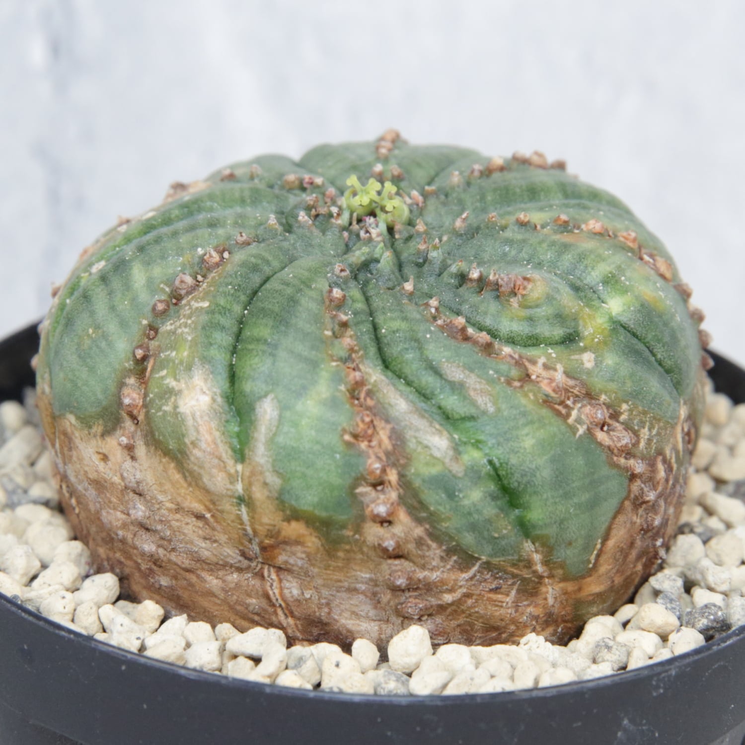 メス株 超扁平 木質化 モンスト 捻じれ オベサ / ユーフォルビア