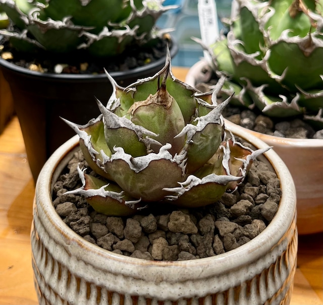 Agave titanota FO-076 子株 | happy bizarre plants24