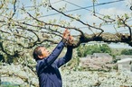 谷口清春さんのシャキうま梨