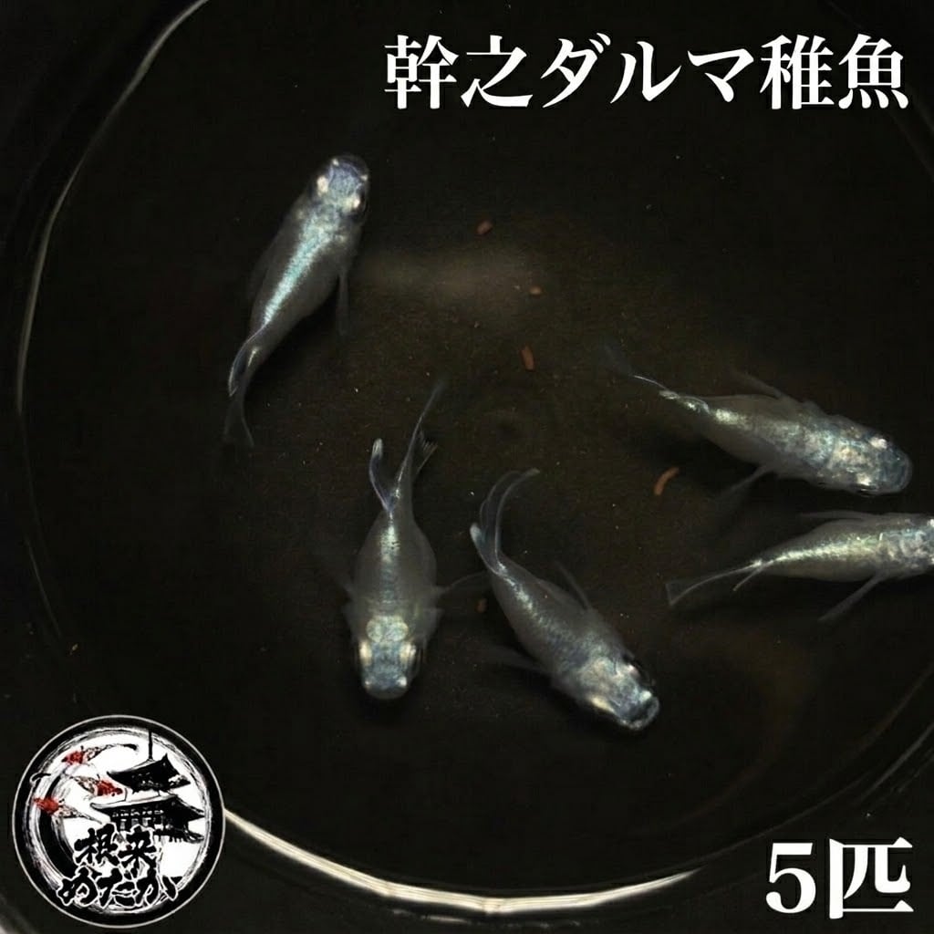 〖5匹＋補償1匹〗幹之ダルマ　 稚魚　 無選別｜改良メダカ