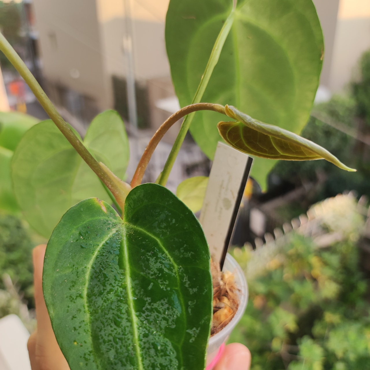 【希少な交配種】アンスリウム・ワロクアーナム × レガレ / Anthurium warocqueanum × regale / 観葉植物<育て方・花言葉>