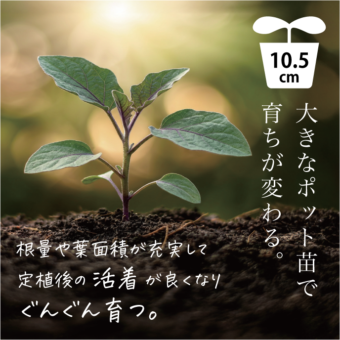 イエローピコの苗・2株【ミニトマト／野菜の苗／無農薬／農薬不使用