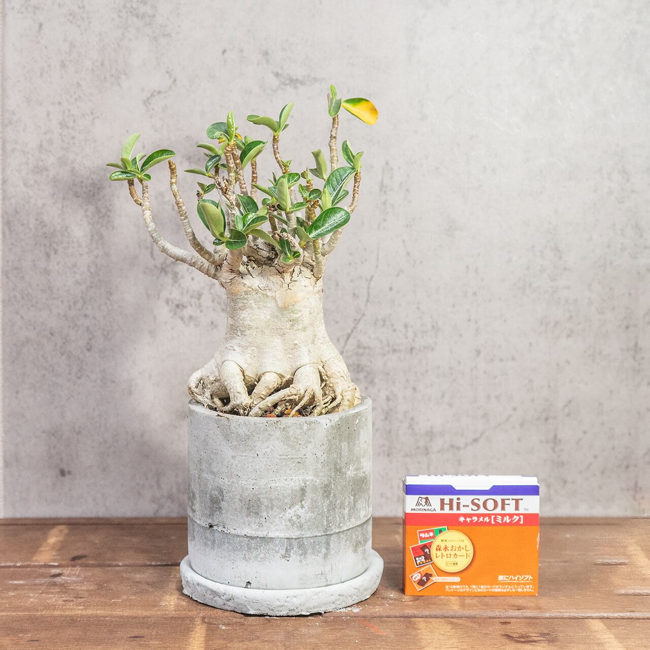 アデニウム たこ足のユニークなフォルム 個性あふれる塊根植物を楽しむモルタル鉢