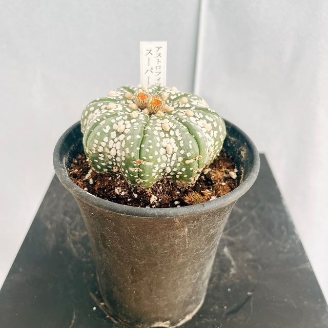 現品］【希少】迫力満点！ アカシア ゴールドチップ 12号 観葉植物 