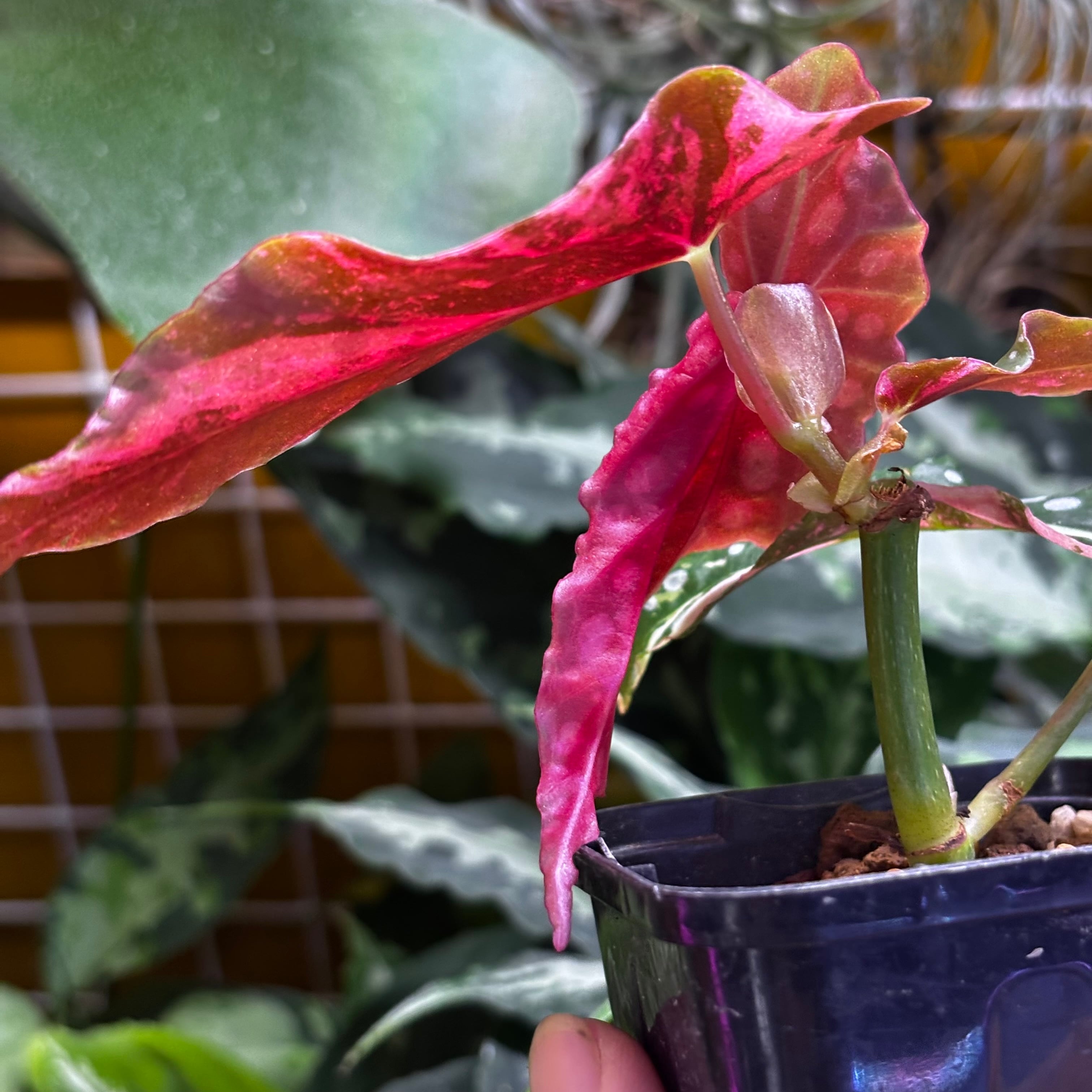 Begonia maculata 'Pink Variegated' | 熱帯雨林植物専門店 トイ吉園芸