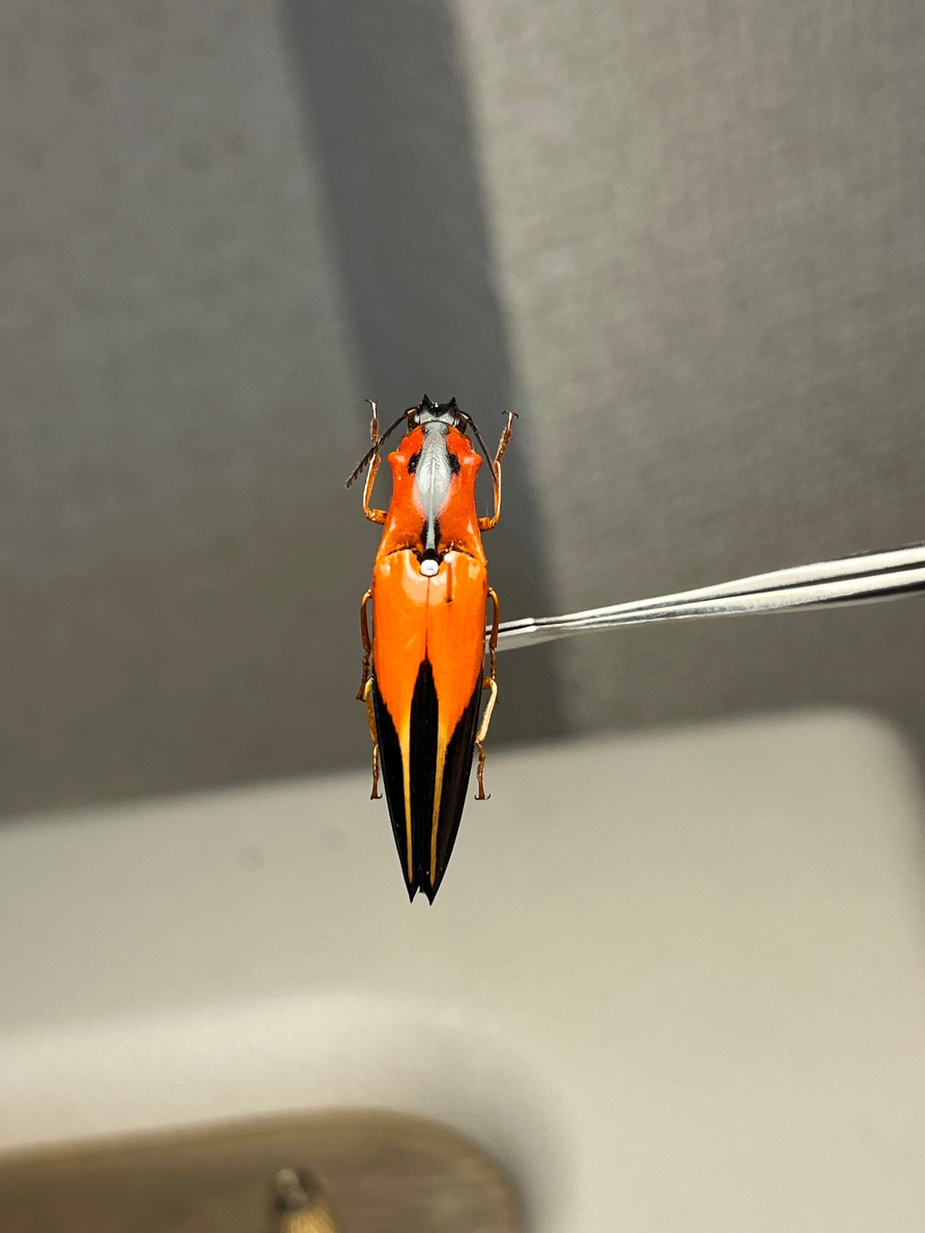 32mm】フェラーリコメツキムシ アングラトゥスミカドコメツキムシ 甲虫